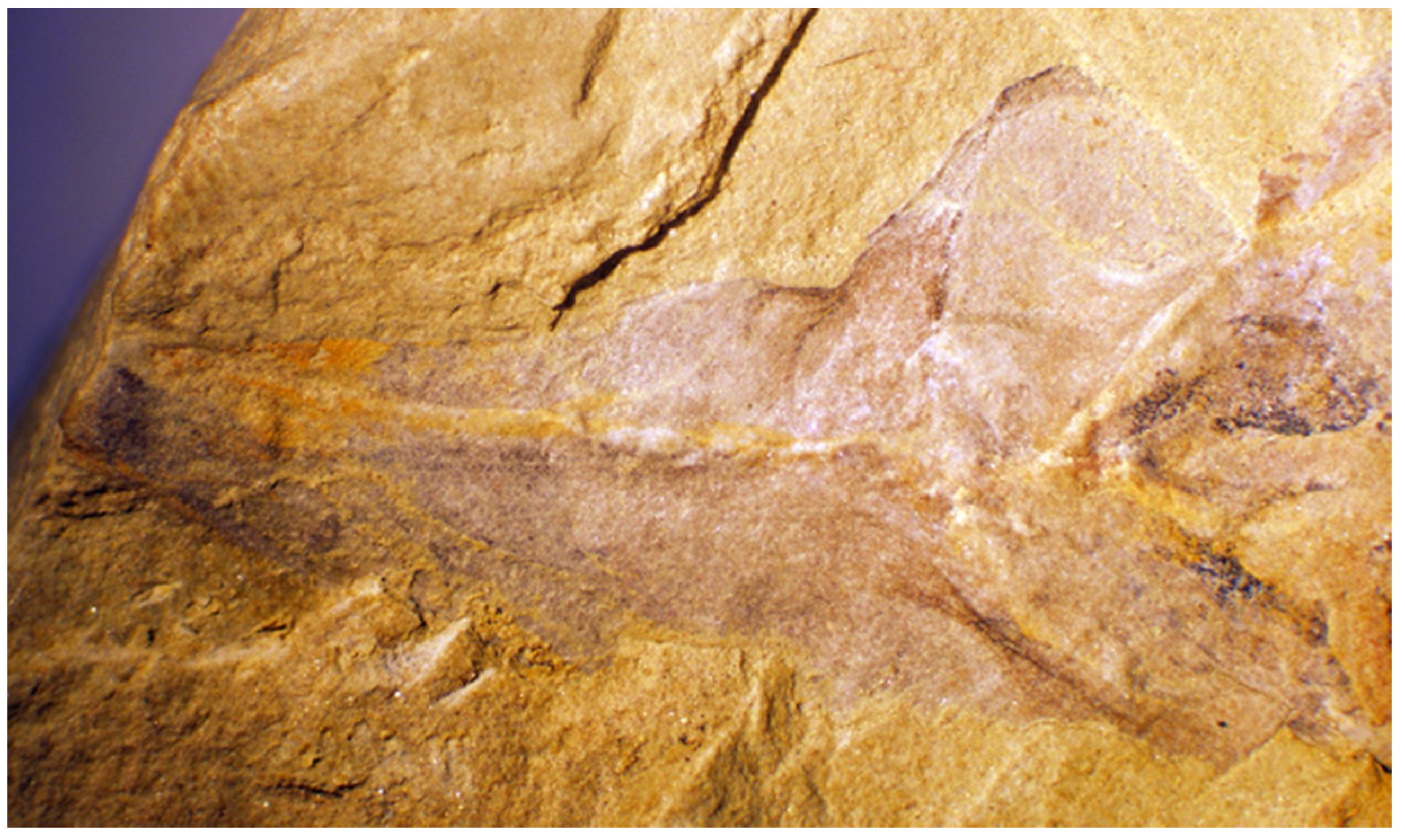 Geosciences 09 00354 g020