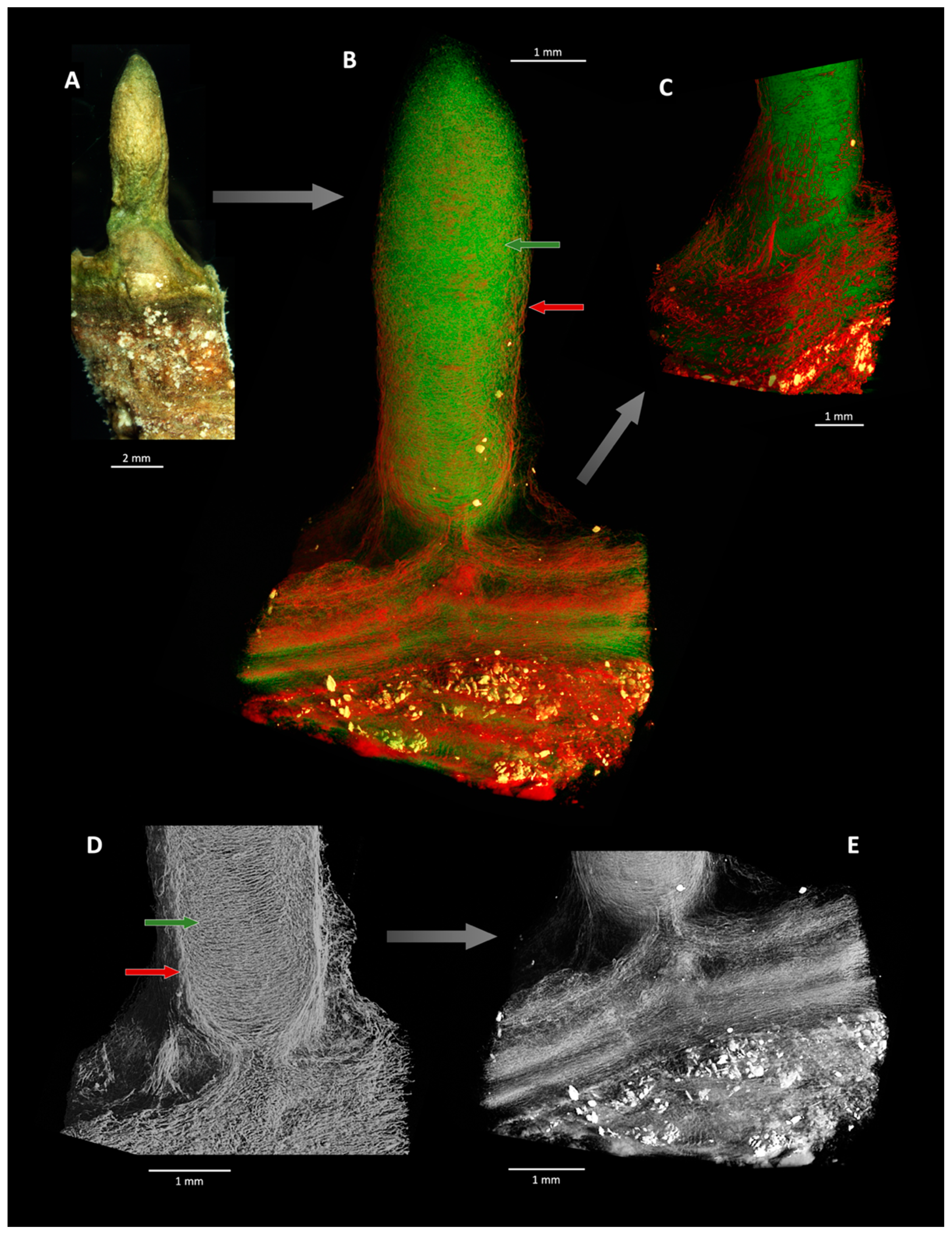 Geosciences 09 00359 g005