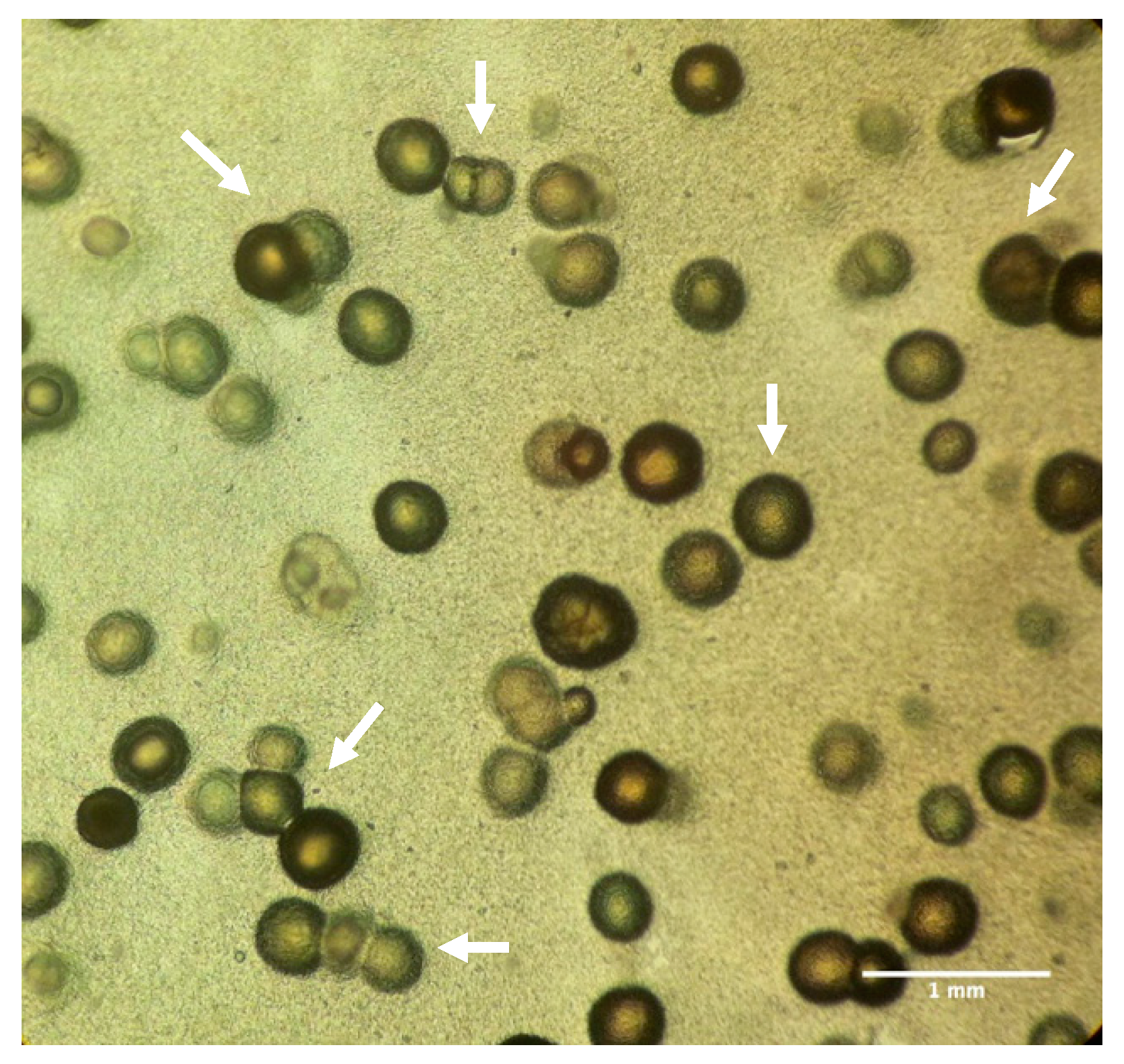 Geosciences 09 00479 g001 Geosciences 09 00479 g001