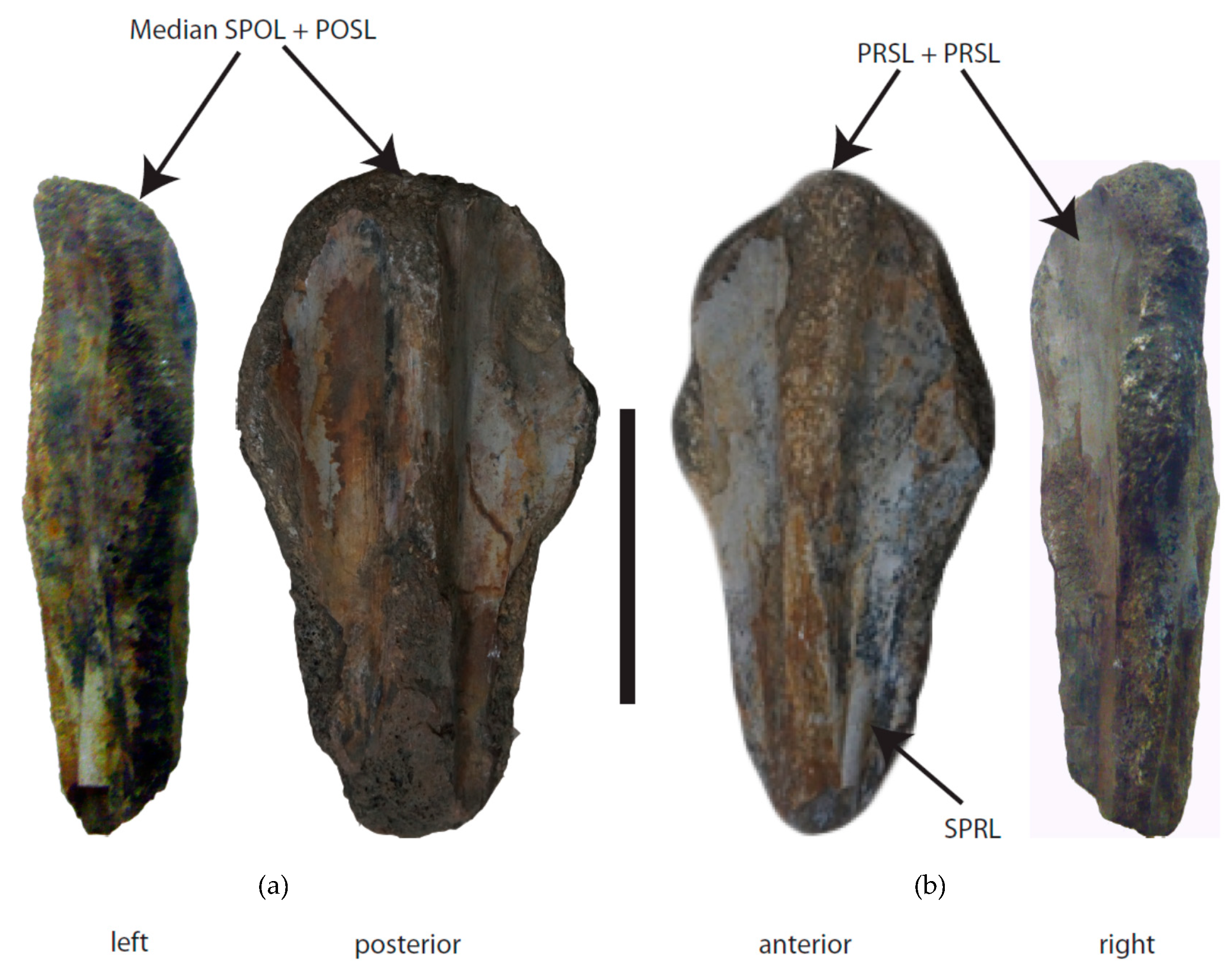 Geosciences 09 00498 g004 550