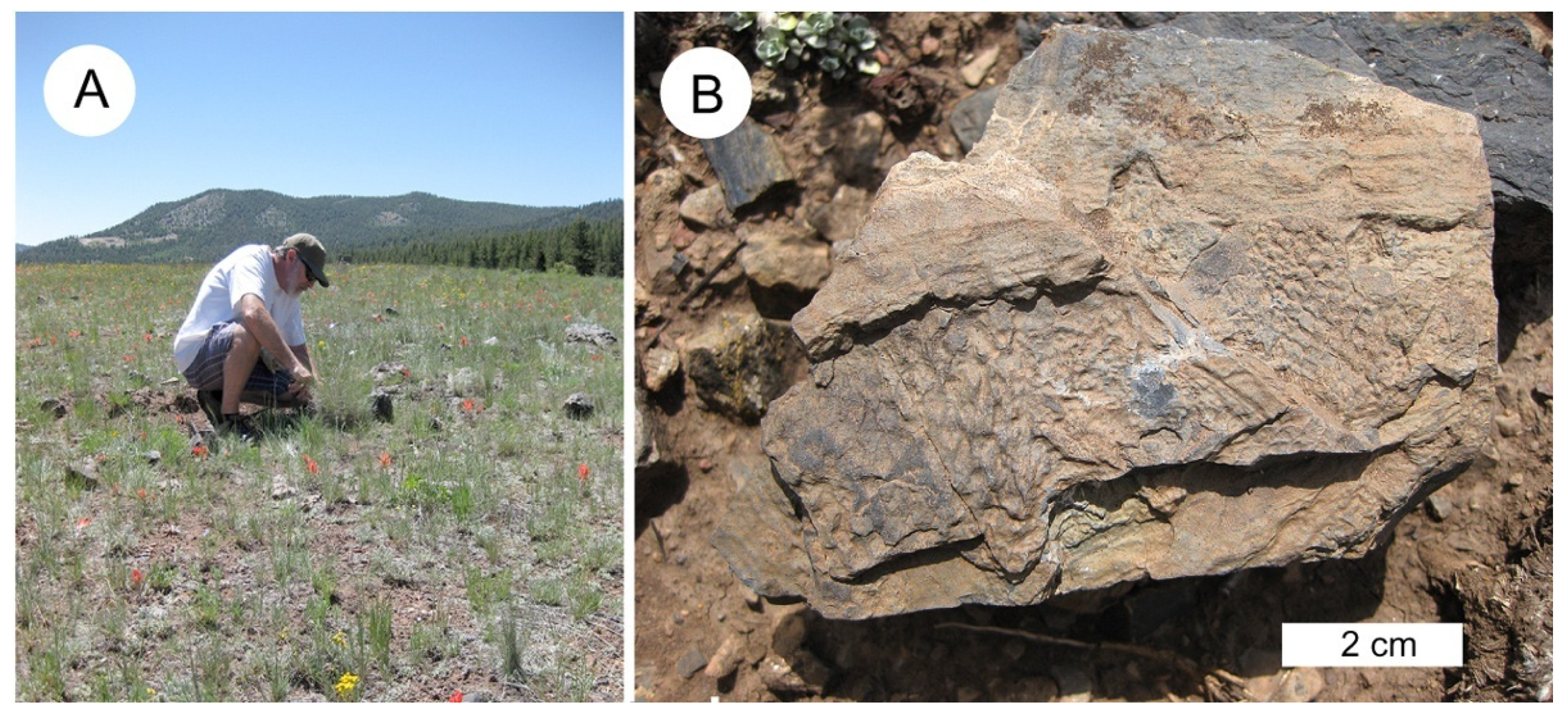 Geosciences 09 00510 g003