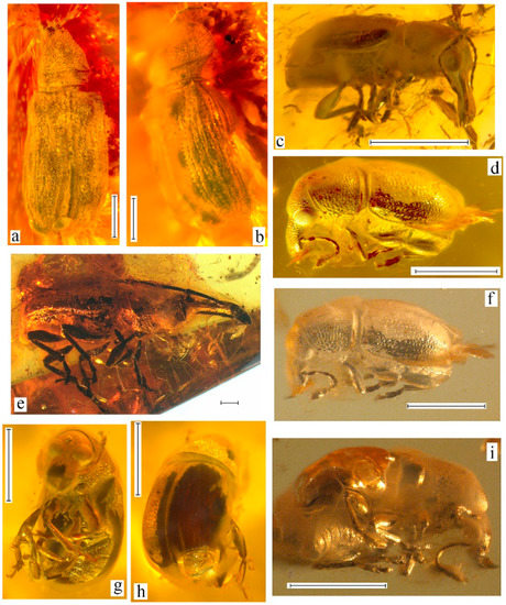Geosciences Free Full Text A Review Of The Curculionoidea Coleoptera From European Eocene Ambers Html