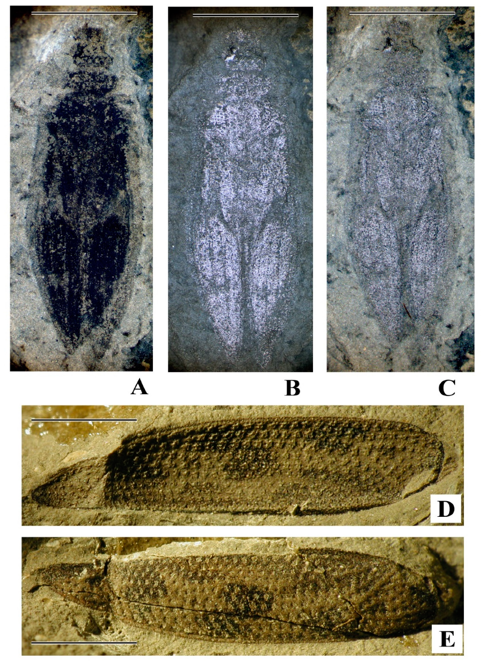 Geosciences 10 00073 g002