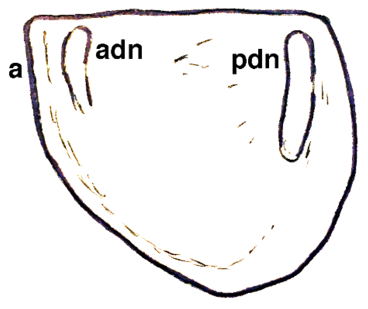Geosciences 10 00119 g007
