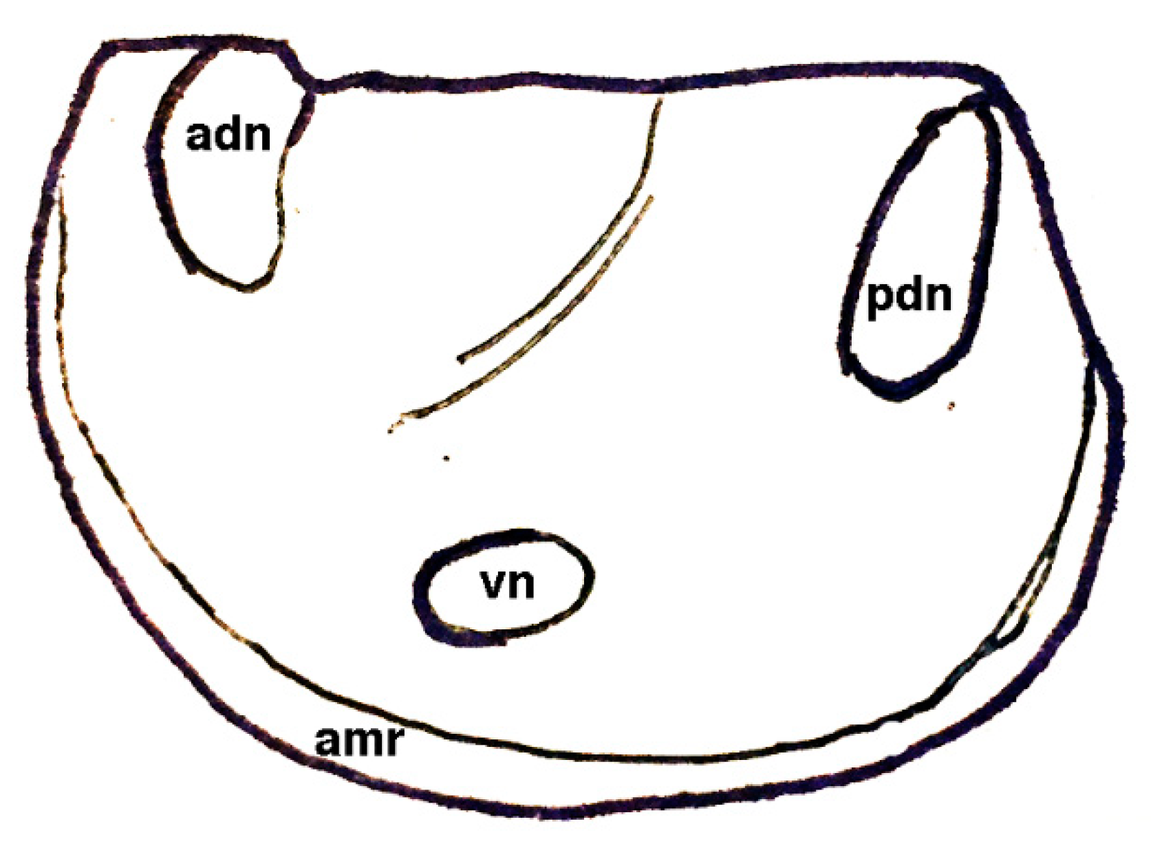 Geosciences 10 00119 g014