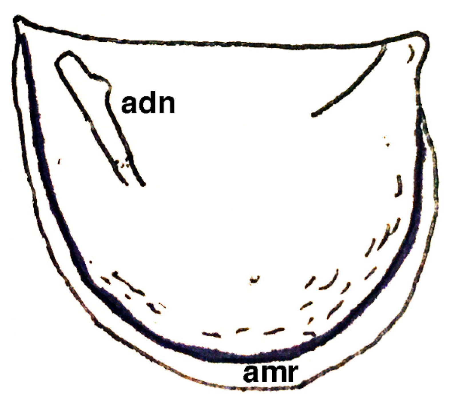 Geosciences 10 00119 g026