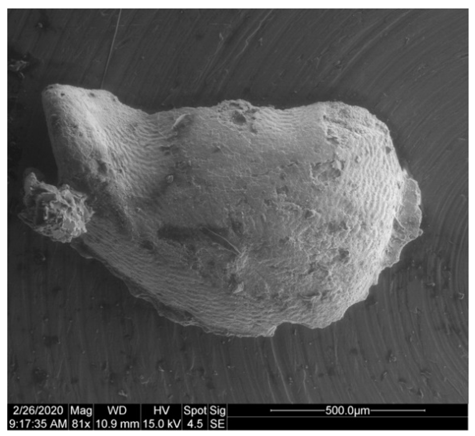 Geosciences 10 00119 g033