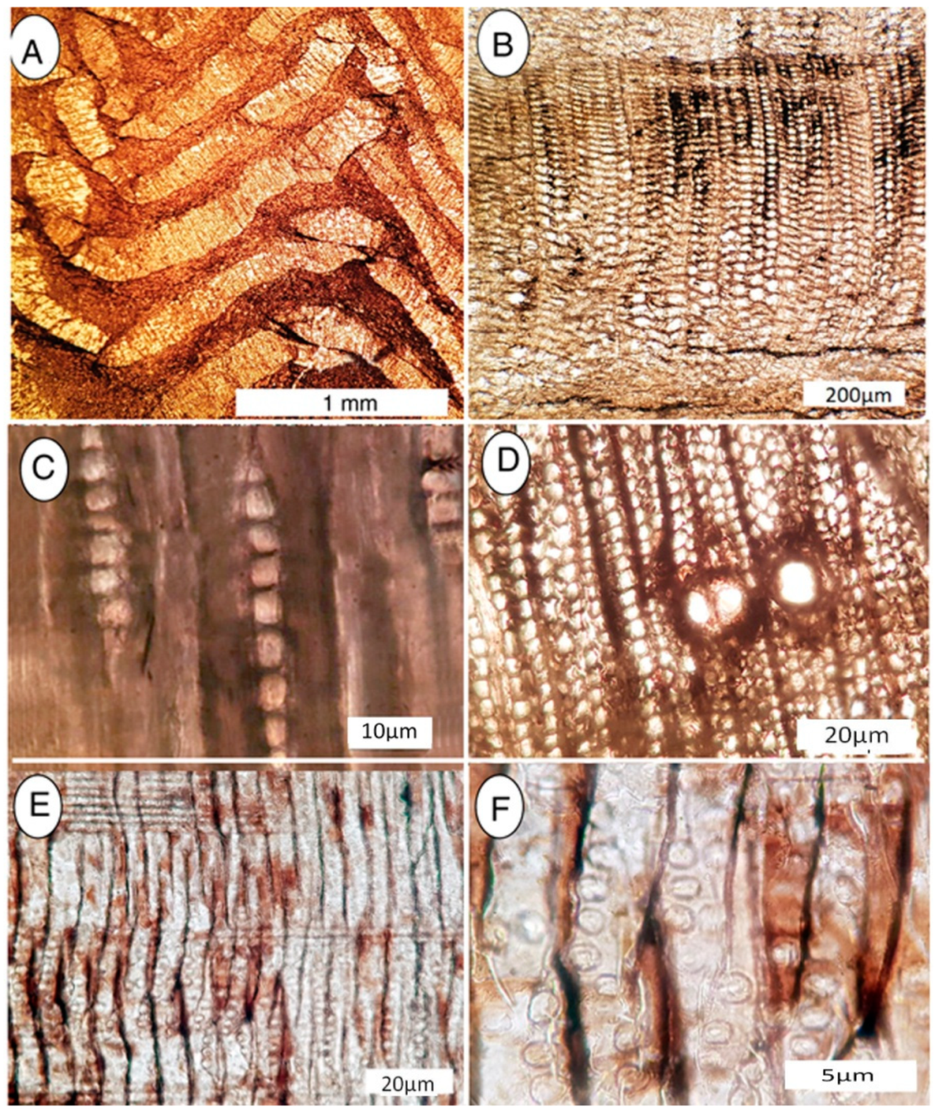 Geosciences 10 00283 g008