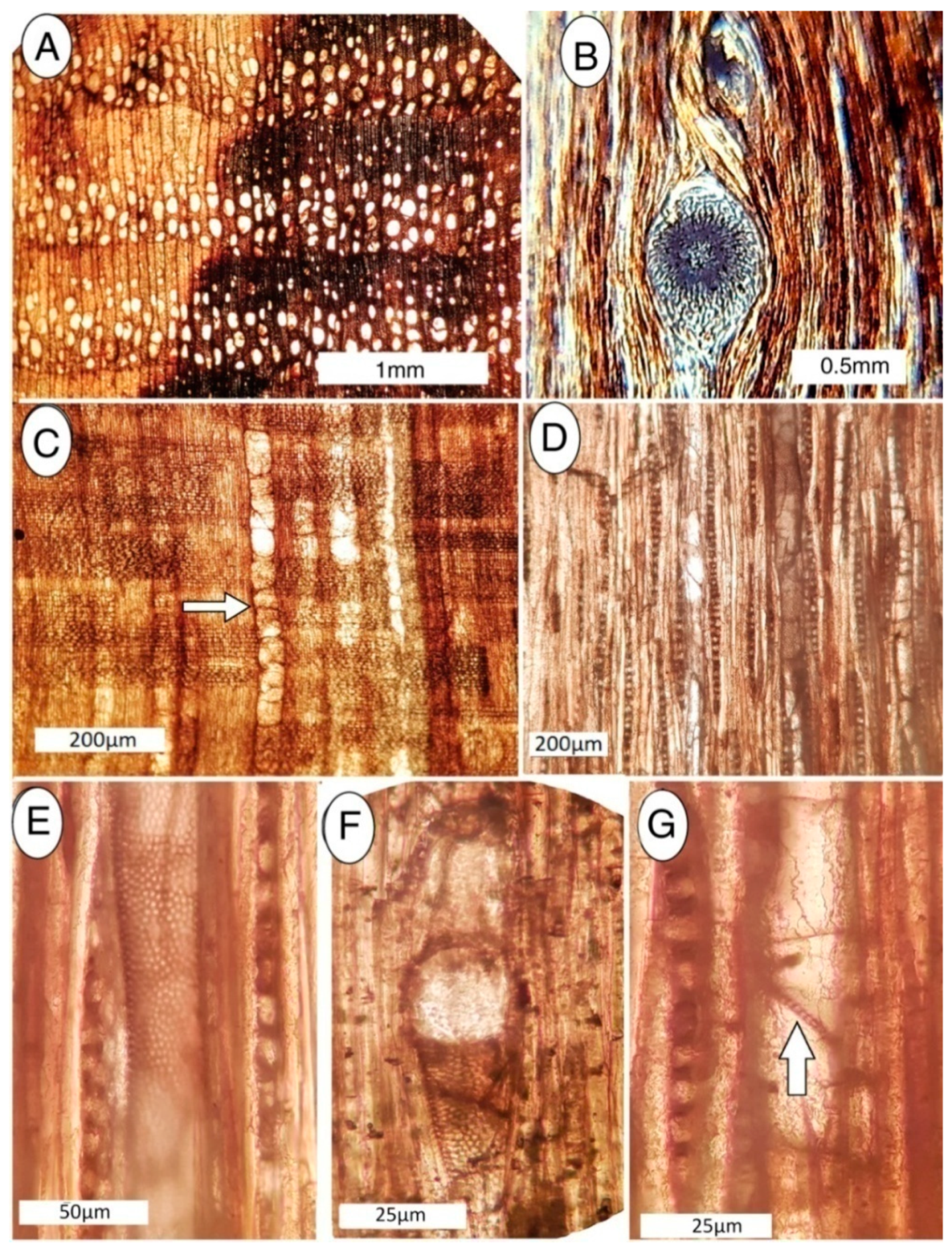 Geosciences 10 00283 g009