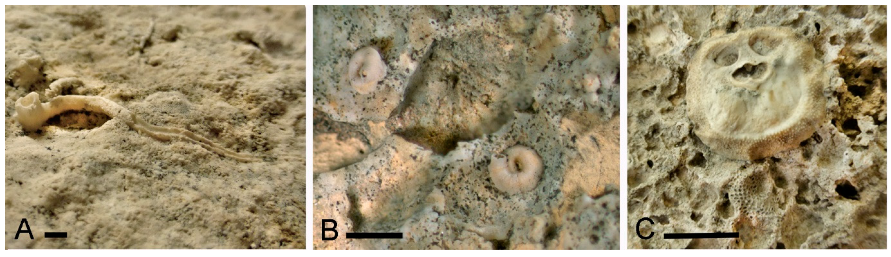 Geosciences 10 00343 g004