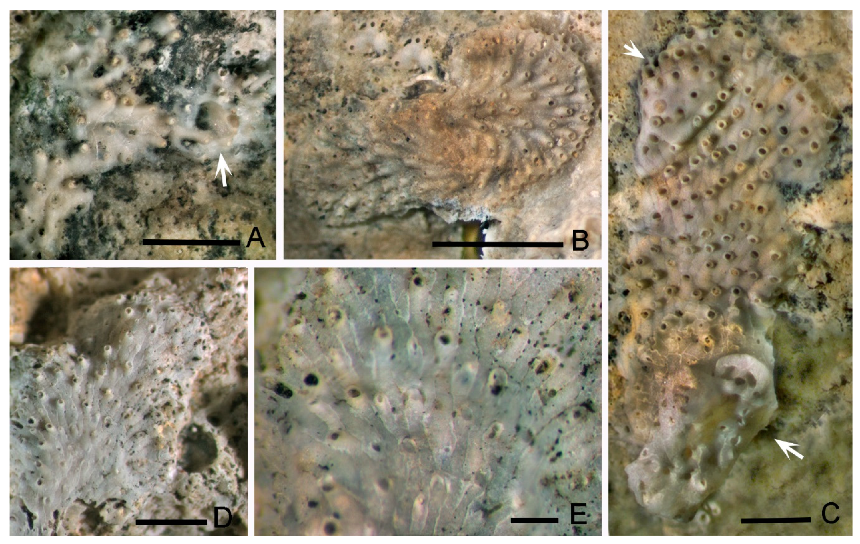 Geosciences 10 00343 g005