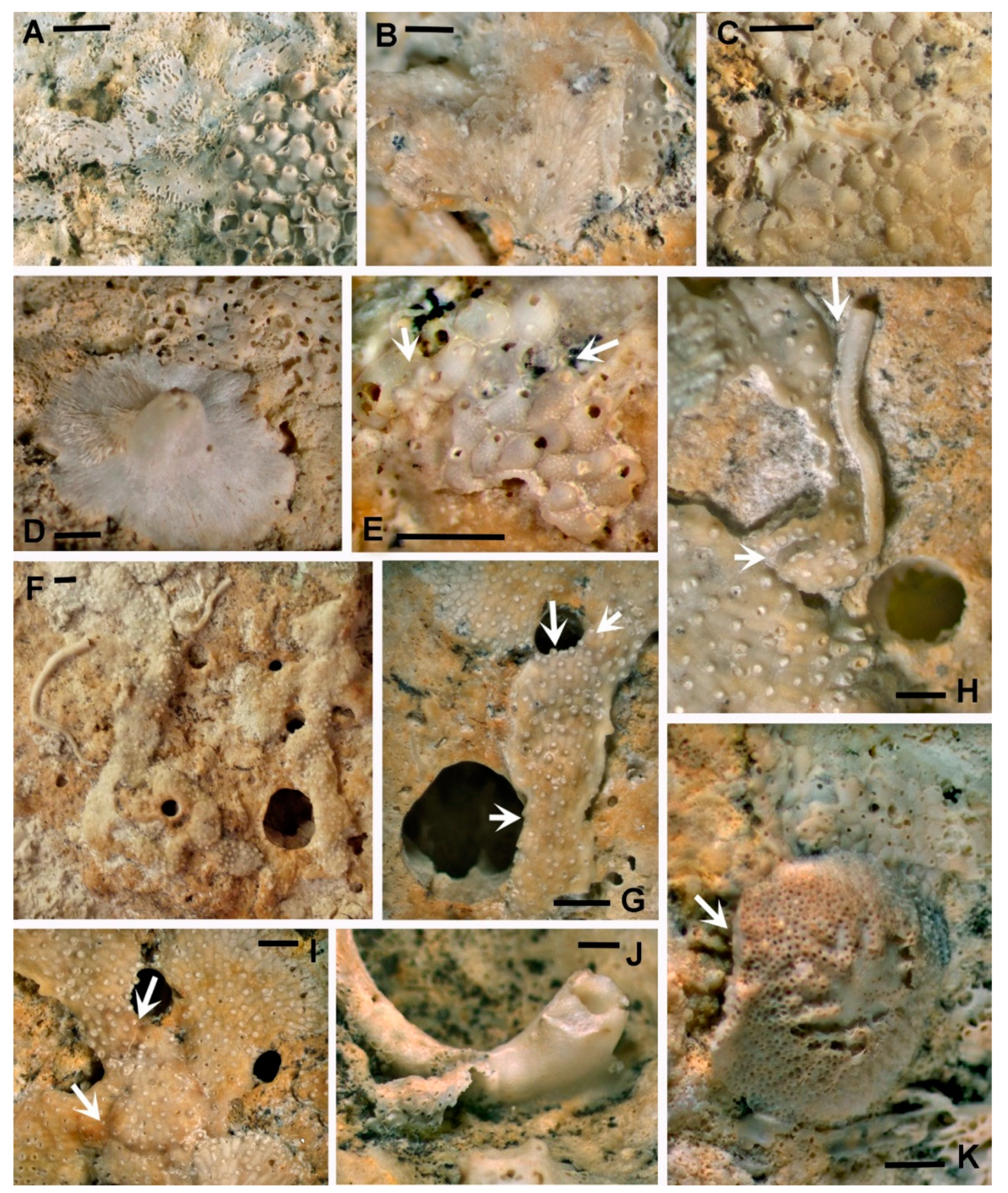 Geosciences 10 00343 g007