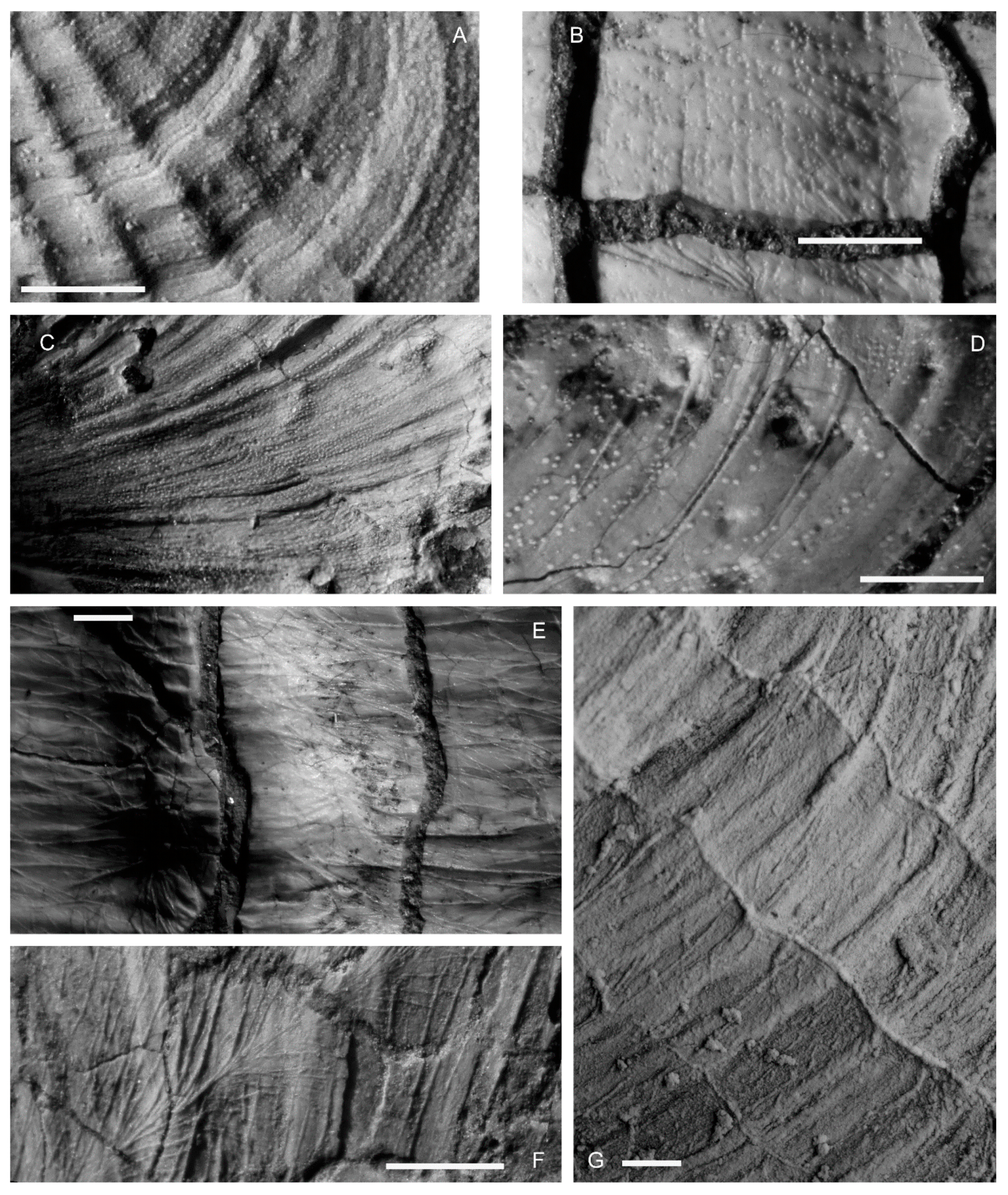 Geosciences 10 00397 g002