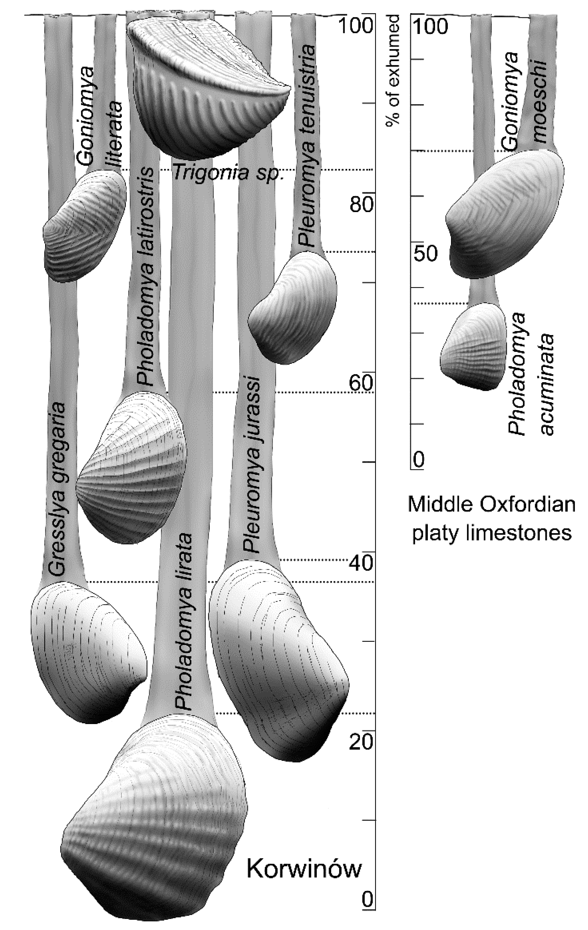 Geosciences 10 00397 g006