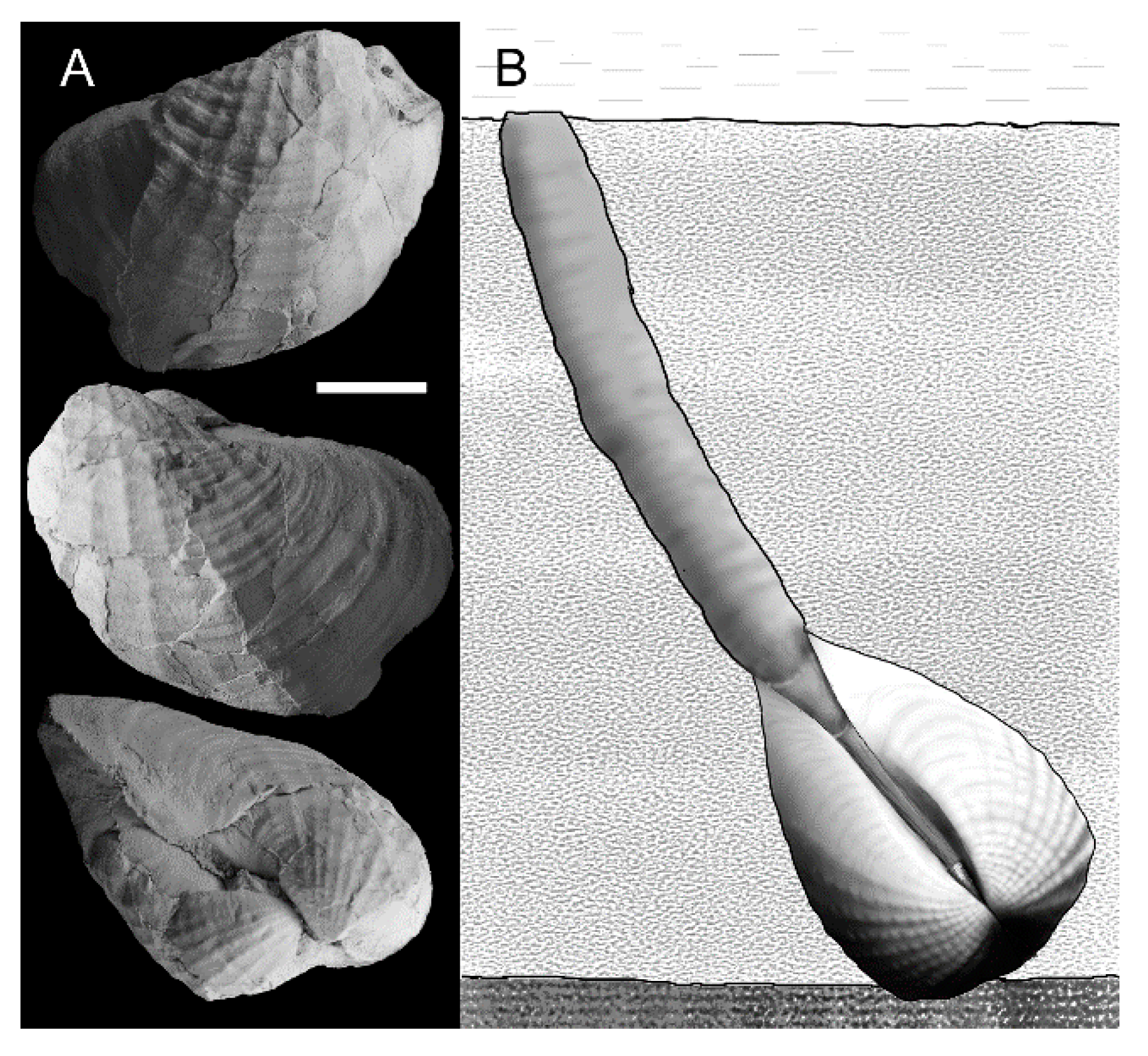 Geosciences 10 00397 g008
