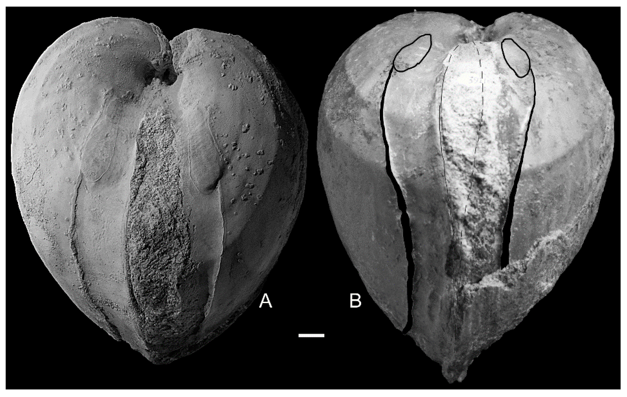 Geosciences 10 00397 g011