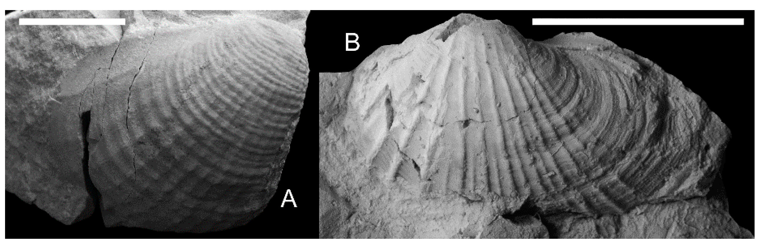 Geosciences 10 00397 g015