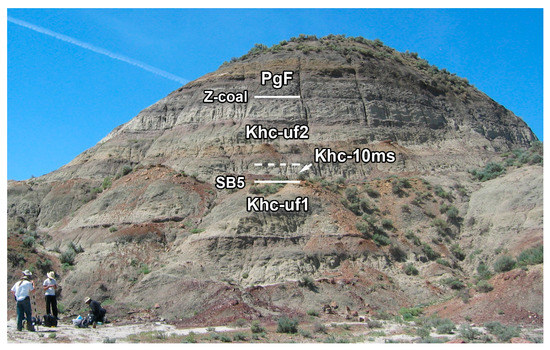 Help On ID for Misc. Lance Formation Fossils - Fossil ID - The Fossil Forum