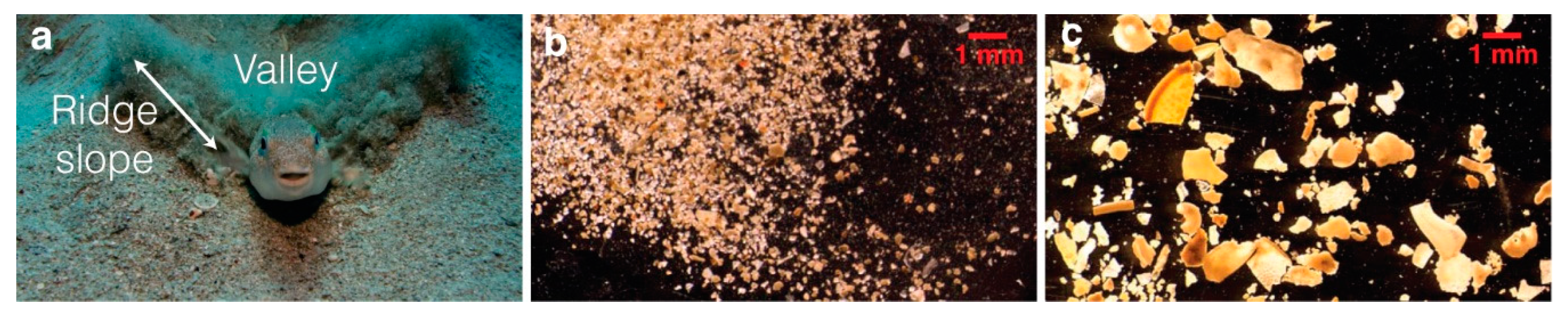 Geosciences 11 00022 g002