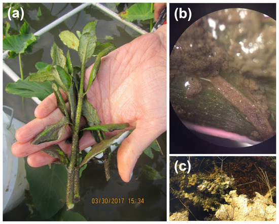 Geosciences Free Full Text Effects Of Stem Density And Reynolds Number On Fine Sediment Interception By Emergent Vegetation Html