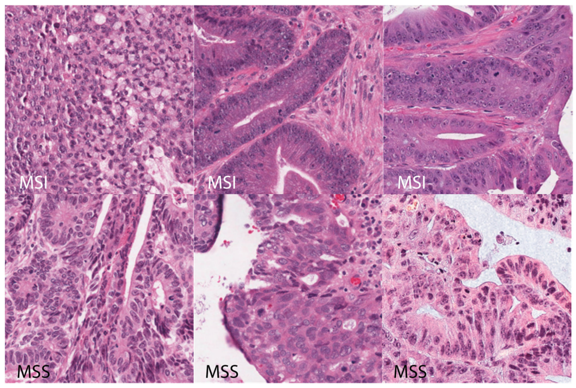Geosciences 11 00336 g005 550