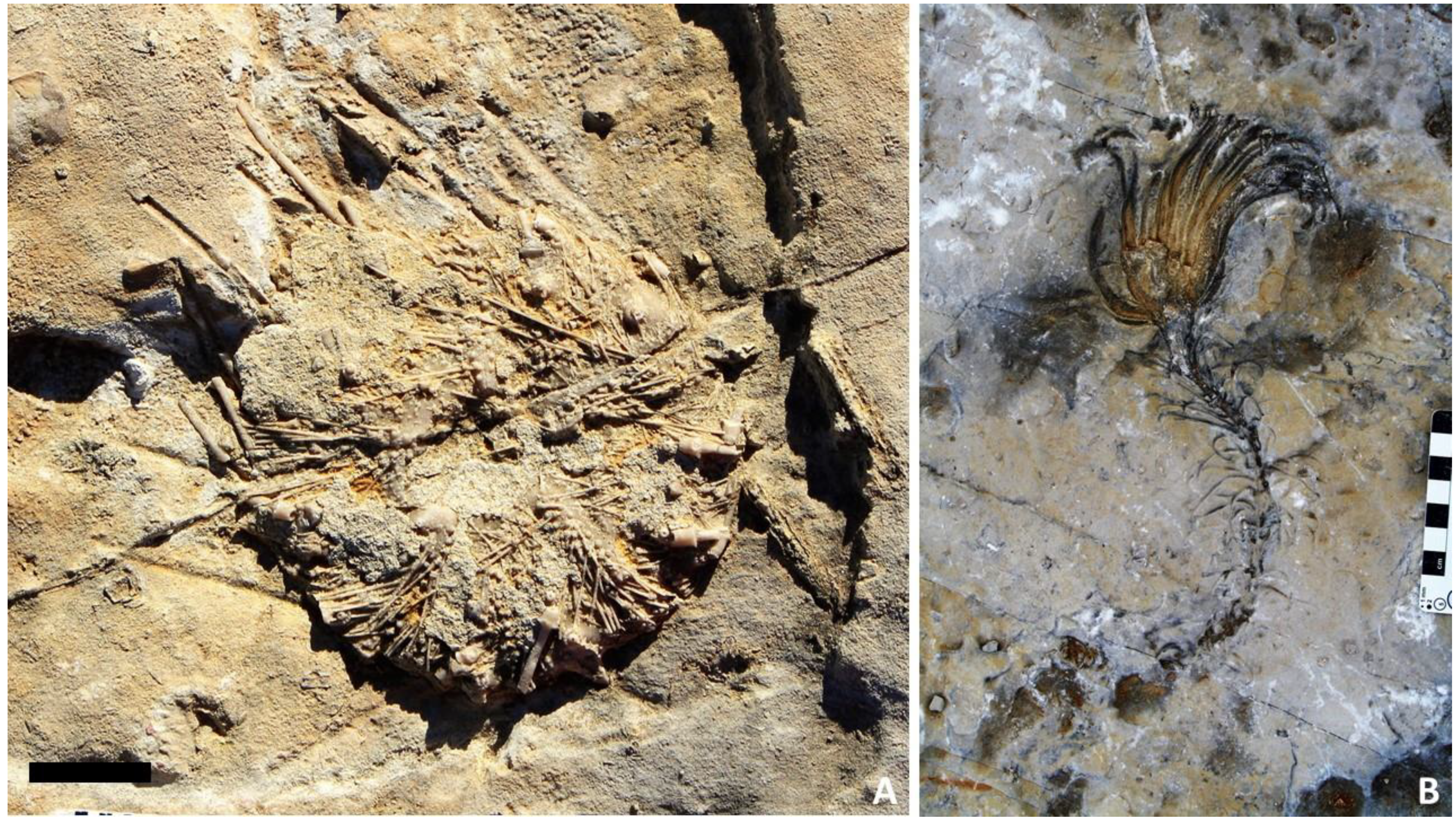 Geosciences 11 00366 g003 550