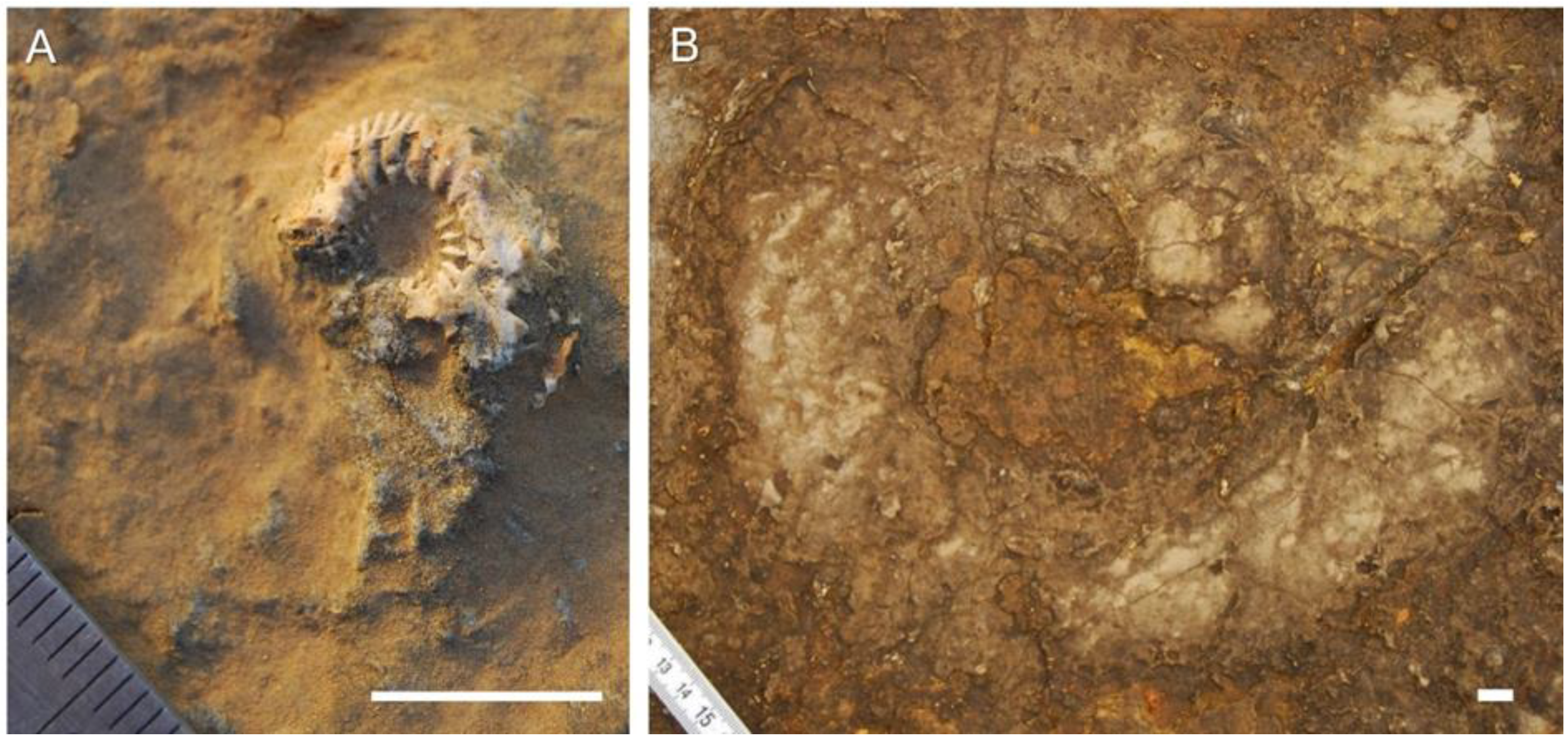 Geosciences 11 00366 g006 550