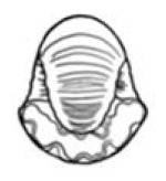 Geosciences 11 00476 i009