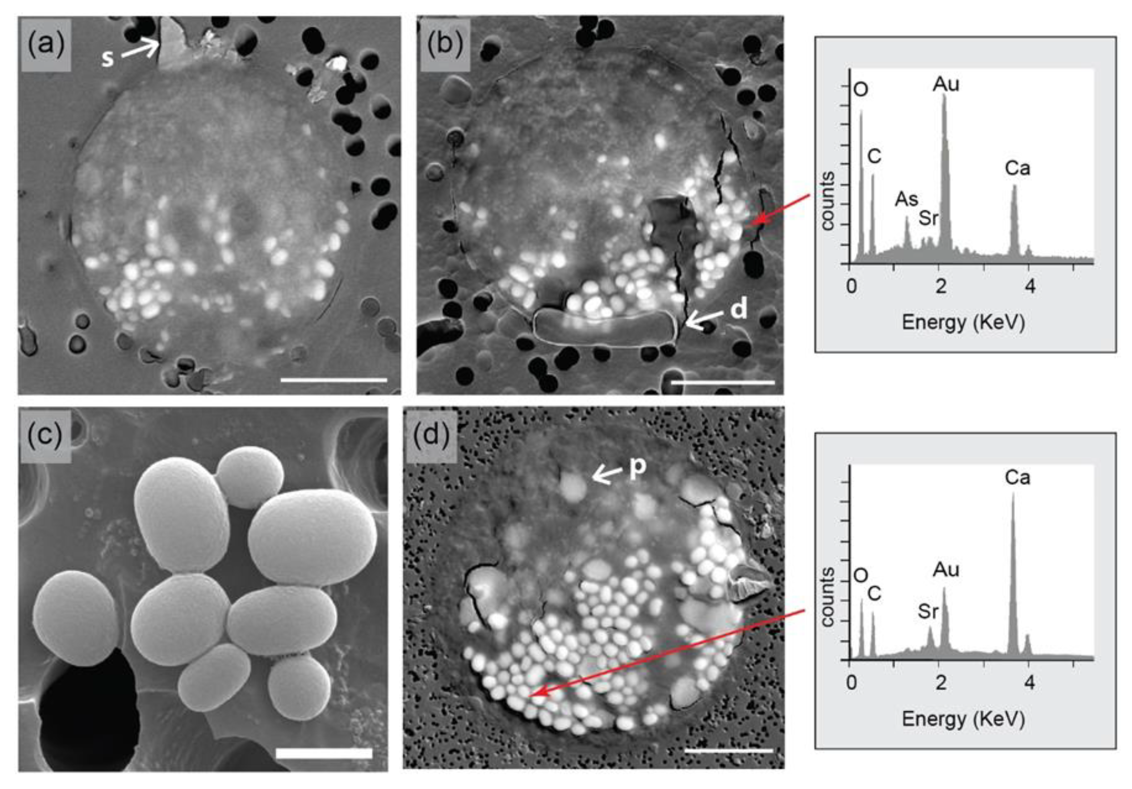 Geosciences 12 00032 g002