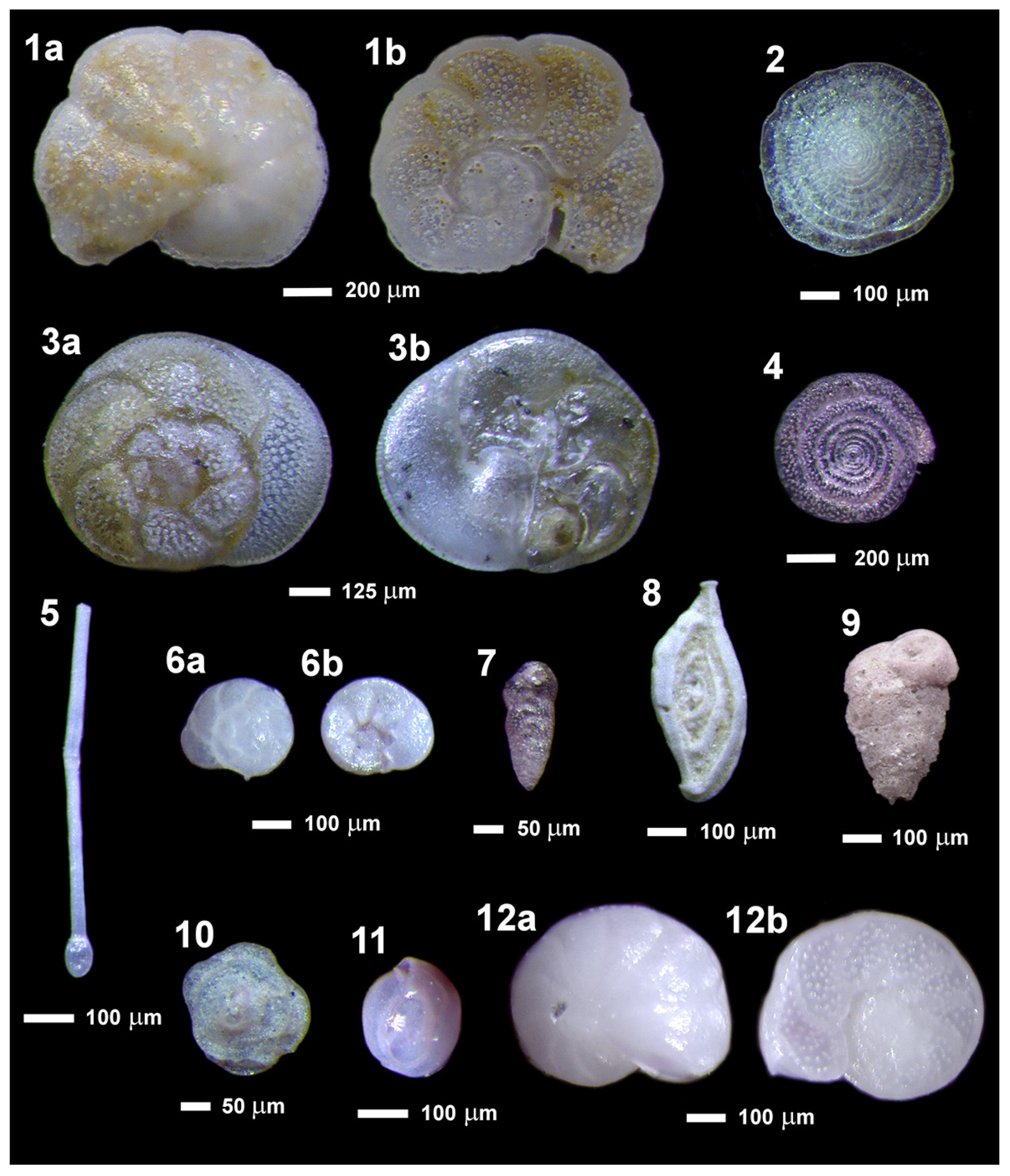 Geosciences 12 00042 g006 550