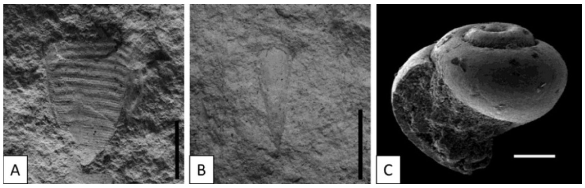 Geosciences 12 00120 g015 550