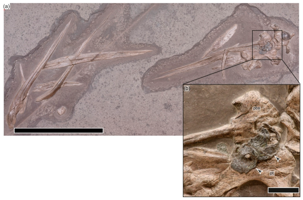 Geosciences 12 00158 g002 Geosciences 12 00158 g002