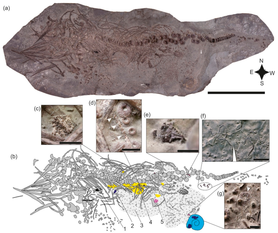 Geosciences 12 00158 g003 Geosciences 12 00158 g003