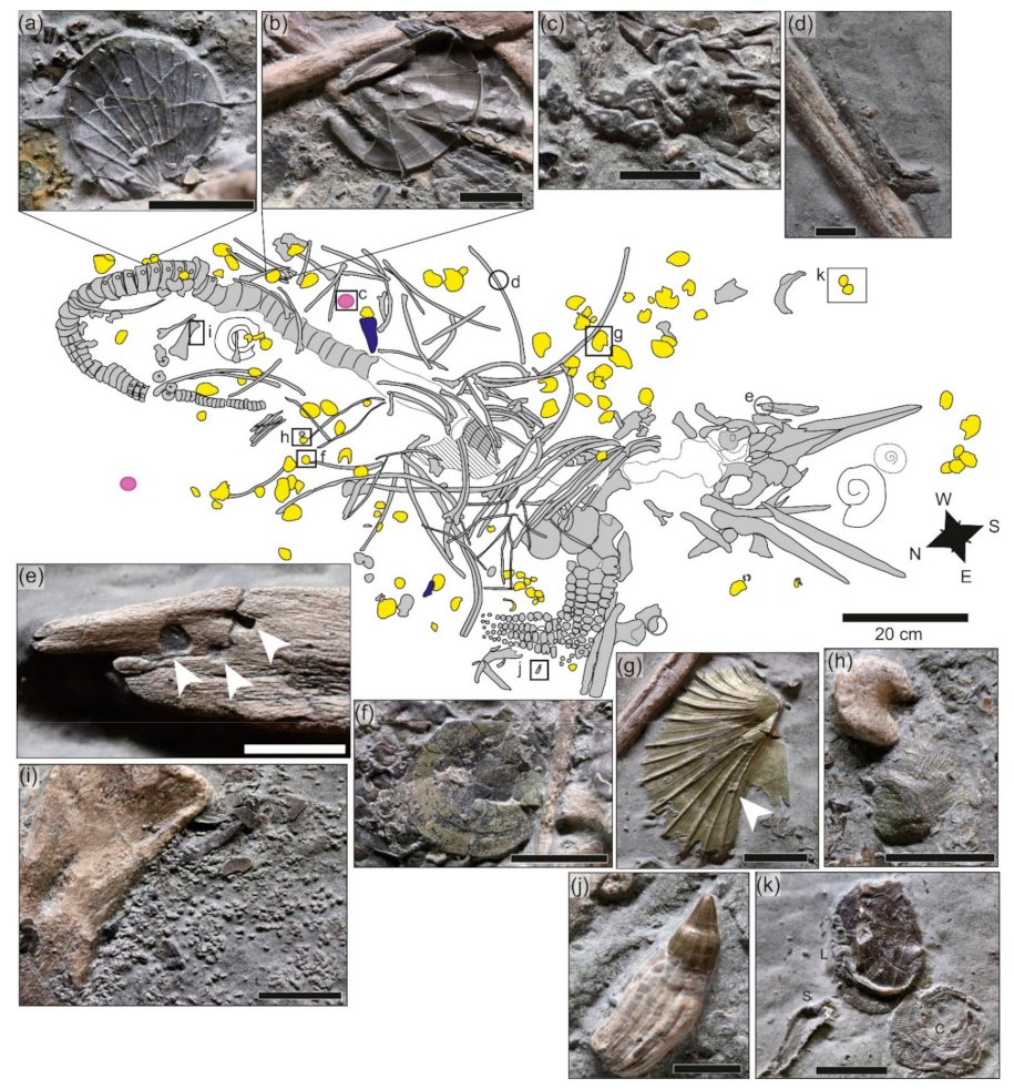 Geosciences 12 00158 g005 Geosciences 12 00158 g005