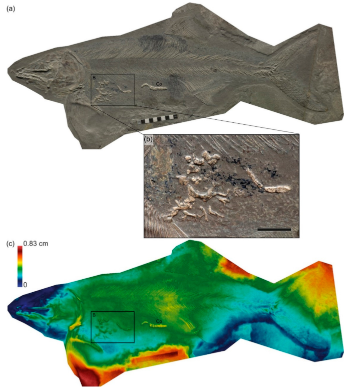 Geosciences 12 00158 g008 Geosciences 12 00158 g008