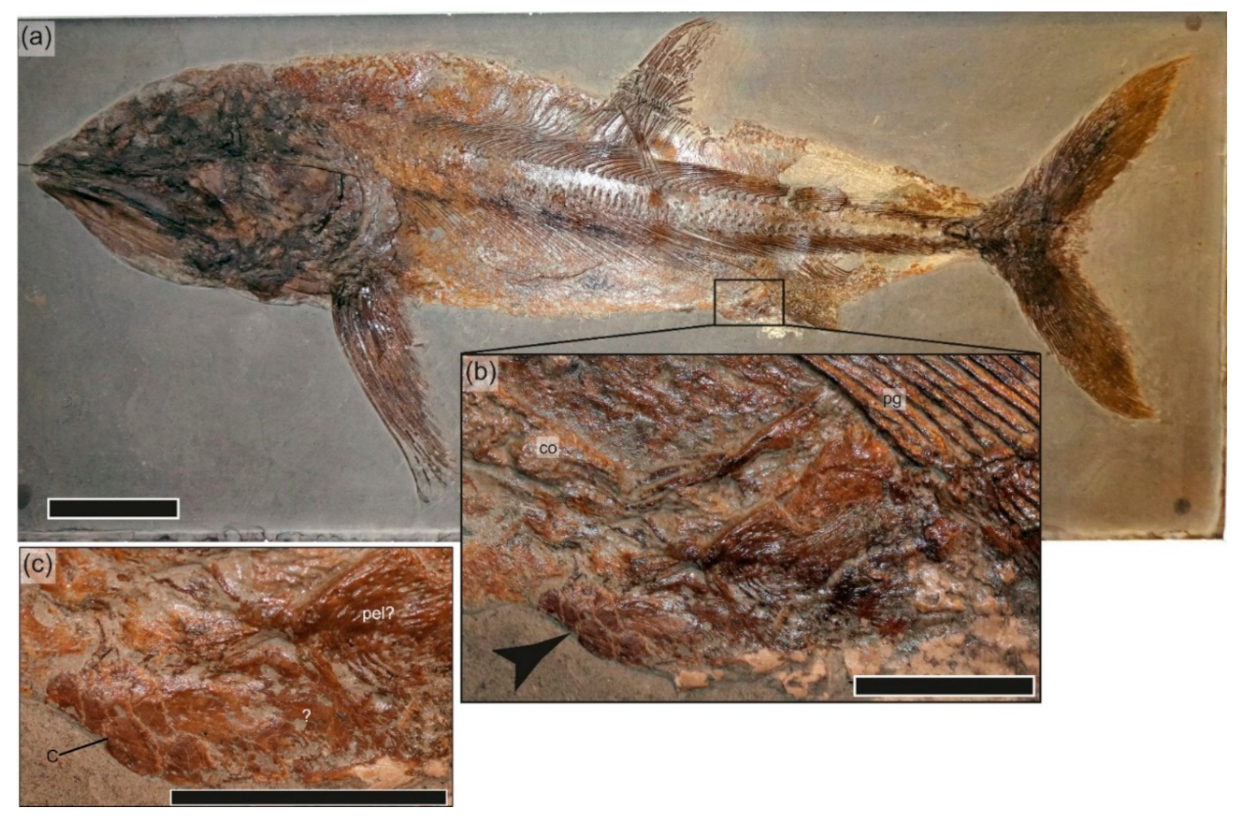 Geosciences 12 00158 g009 Geosciences 12 00158 g009