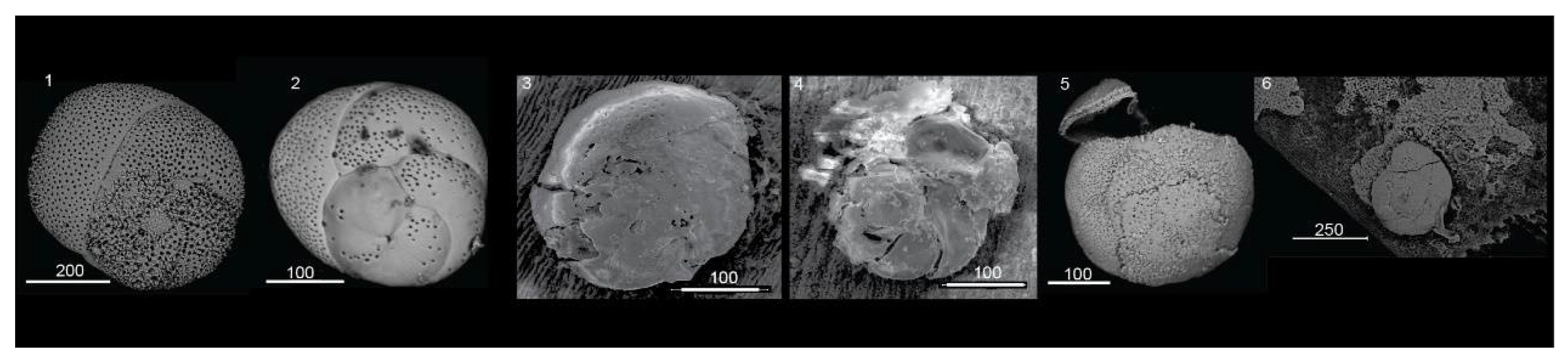 Geosciences 12 00184 g004