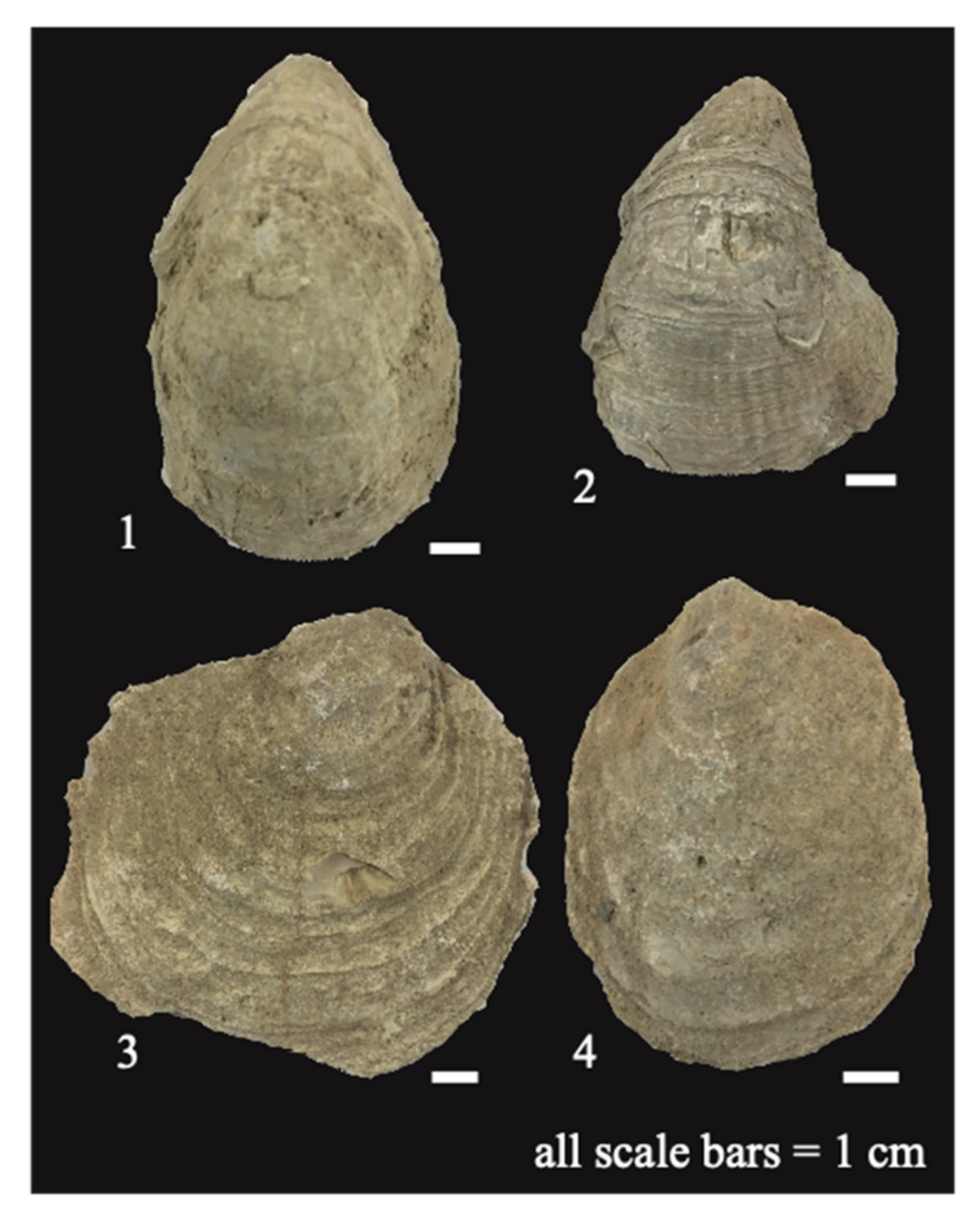 Geosciences 12 00203 g007 Geosciences 12 00203 g007