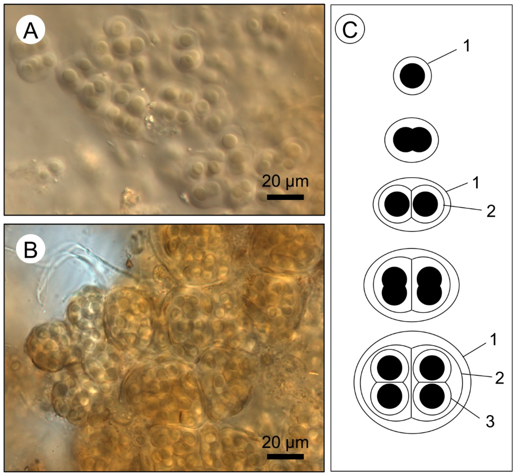 Geosciences 12 00304 g004 550