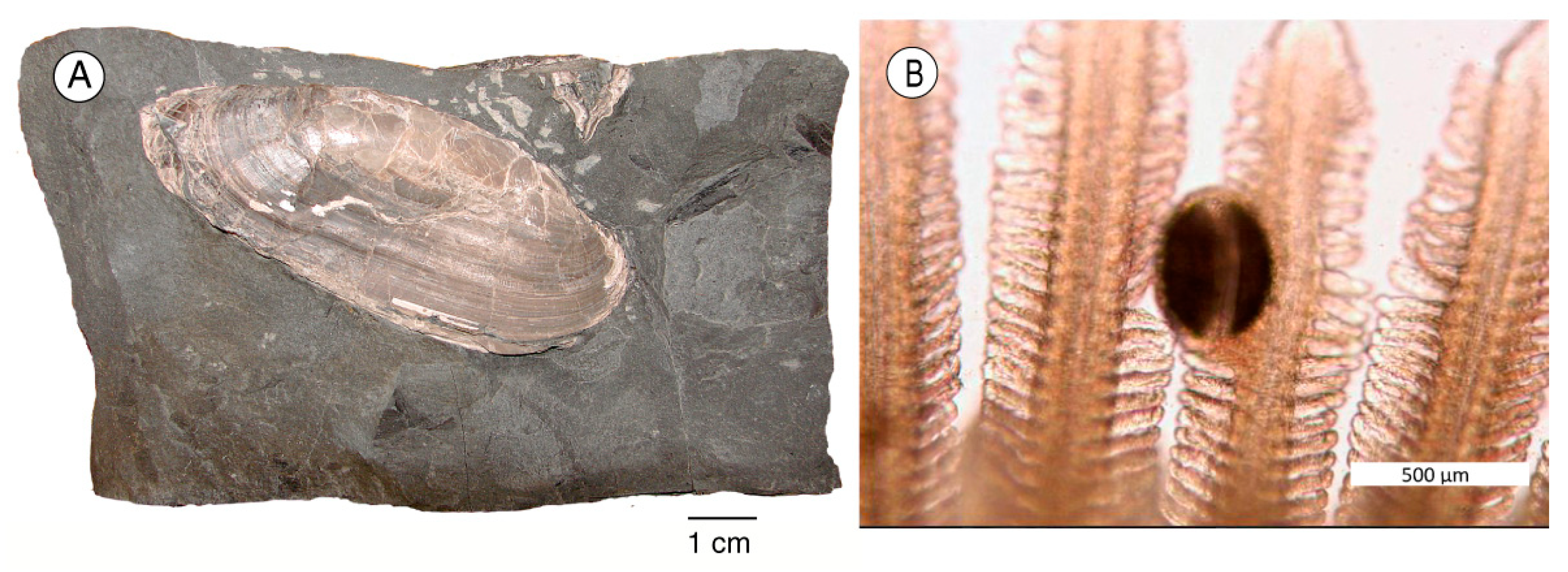 Geosciences 13 00255 g007