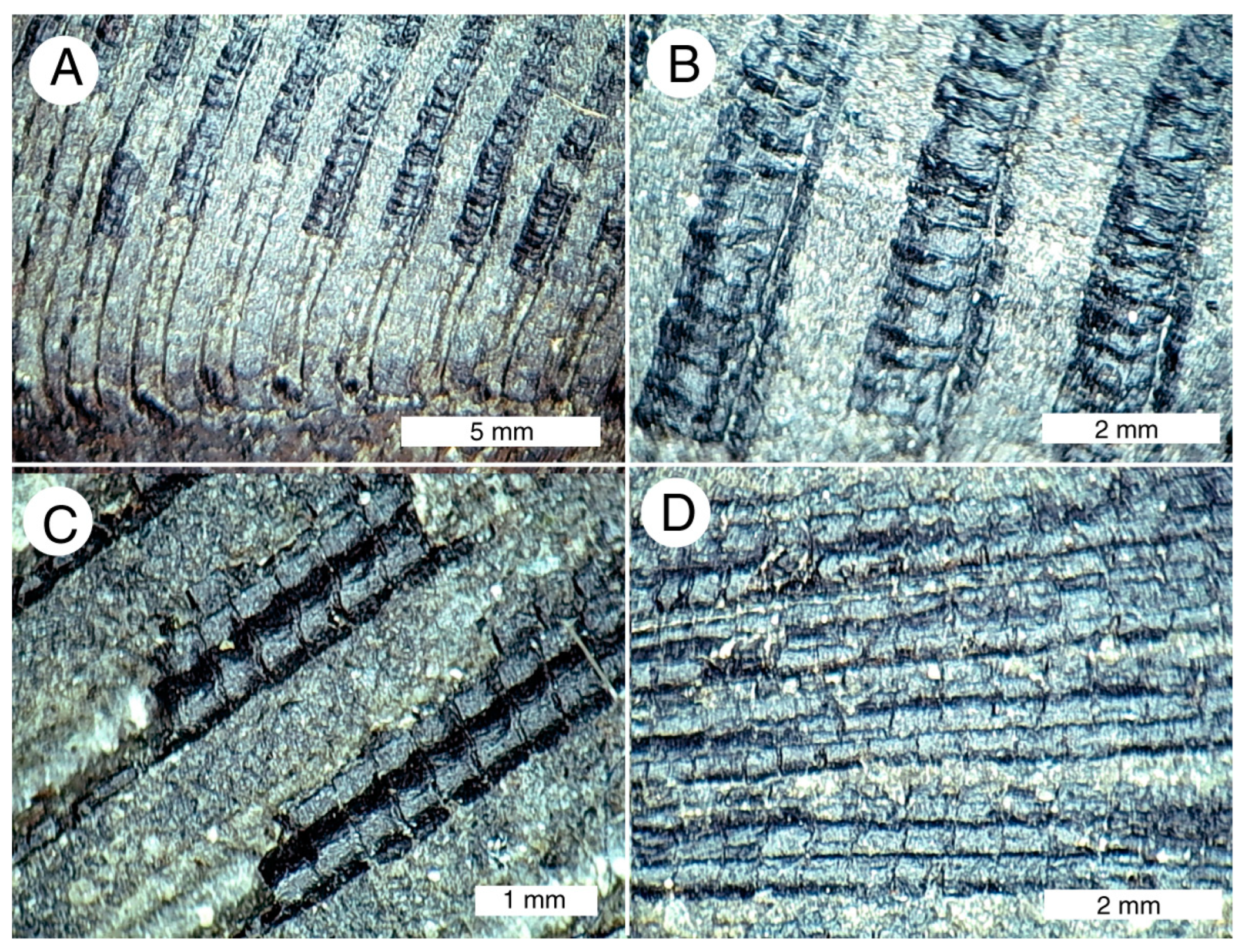Geosciences 13 00255 g009