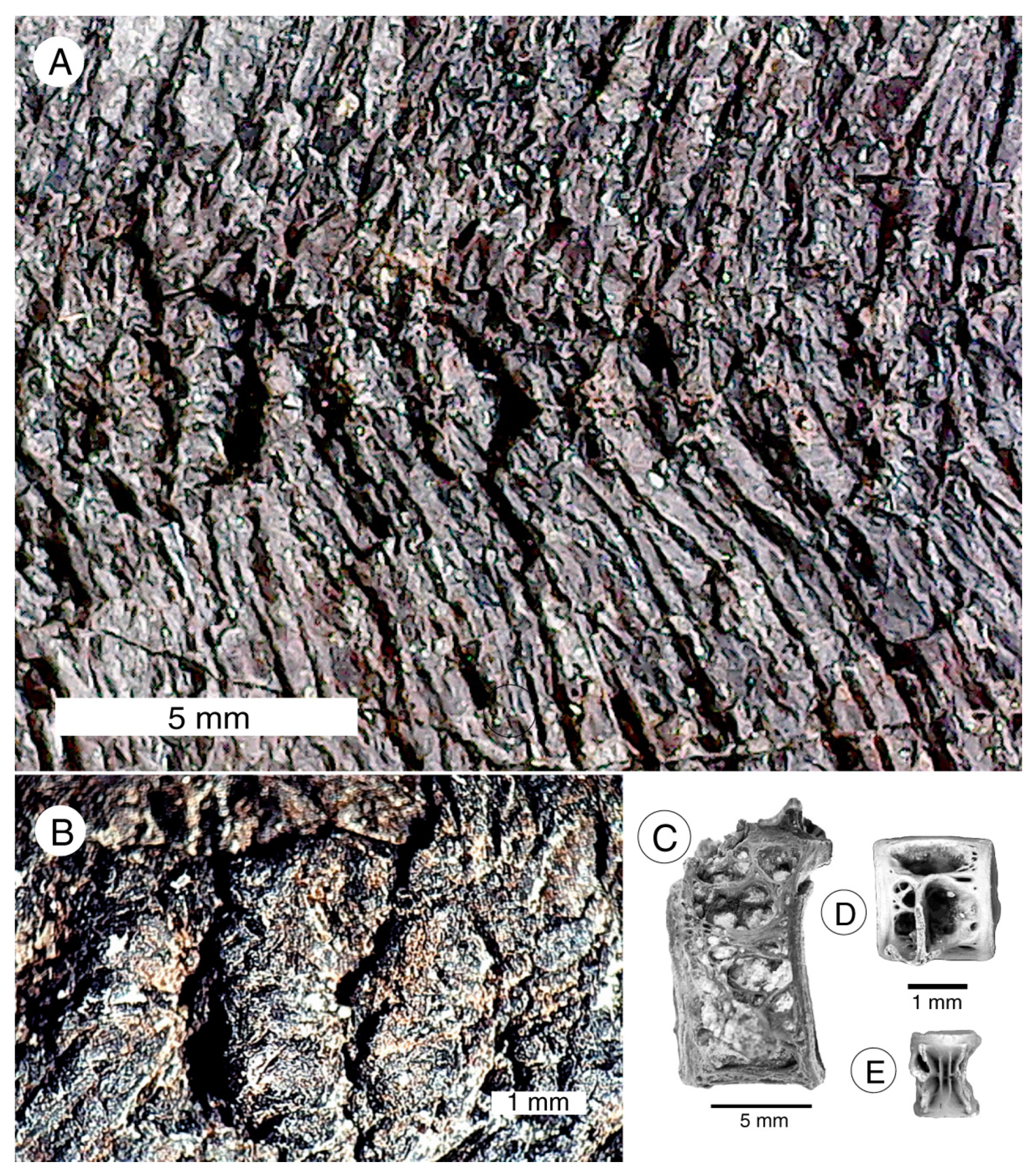 Geosciences 13 00255 g012