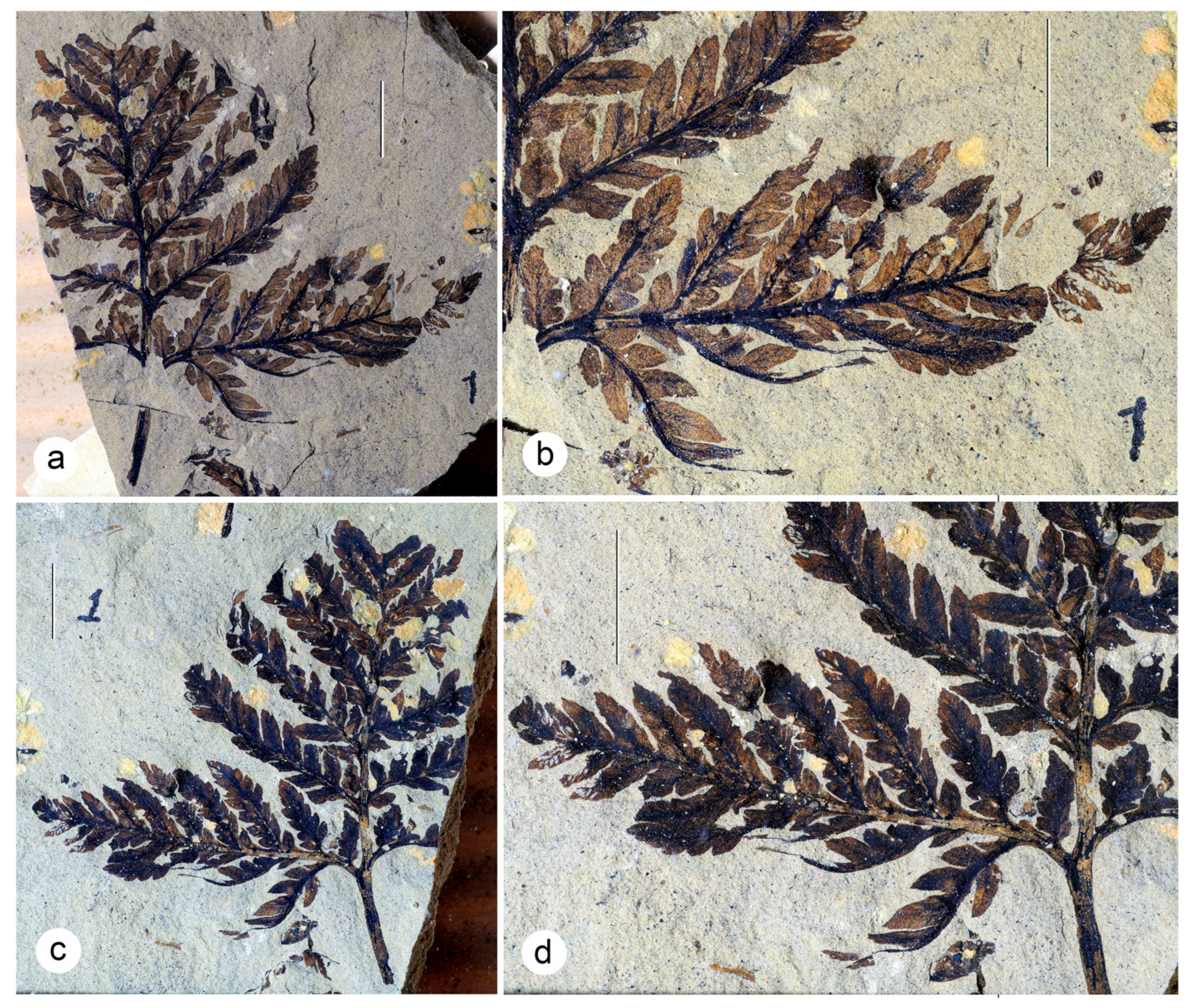 Geosciences 13 00279 g010