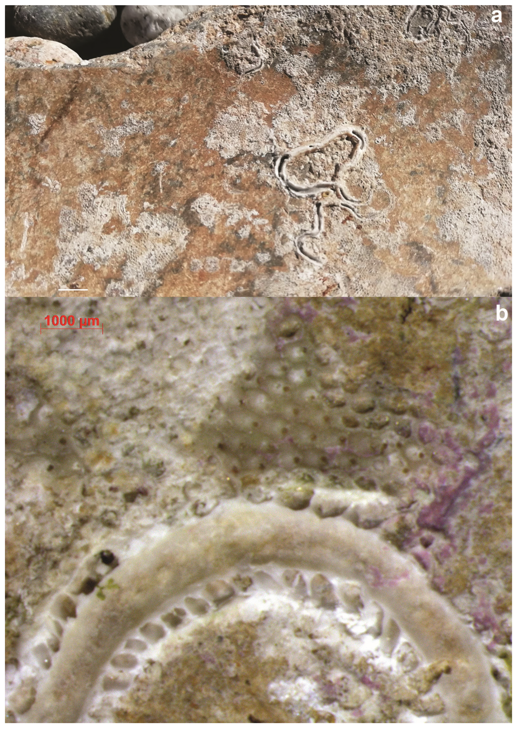 Geosciences 14 00098 g011