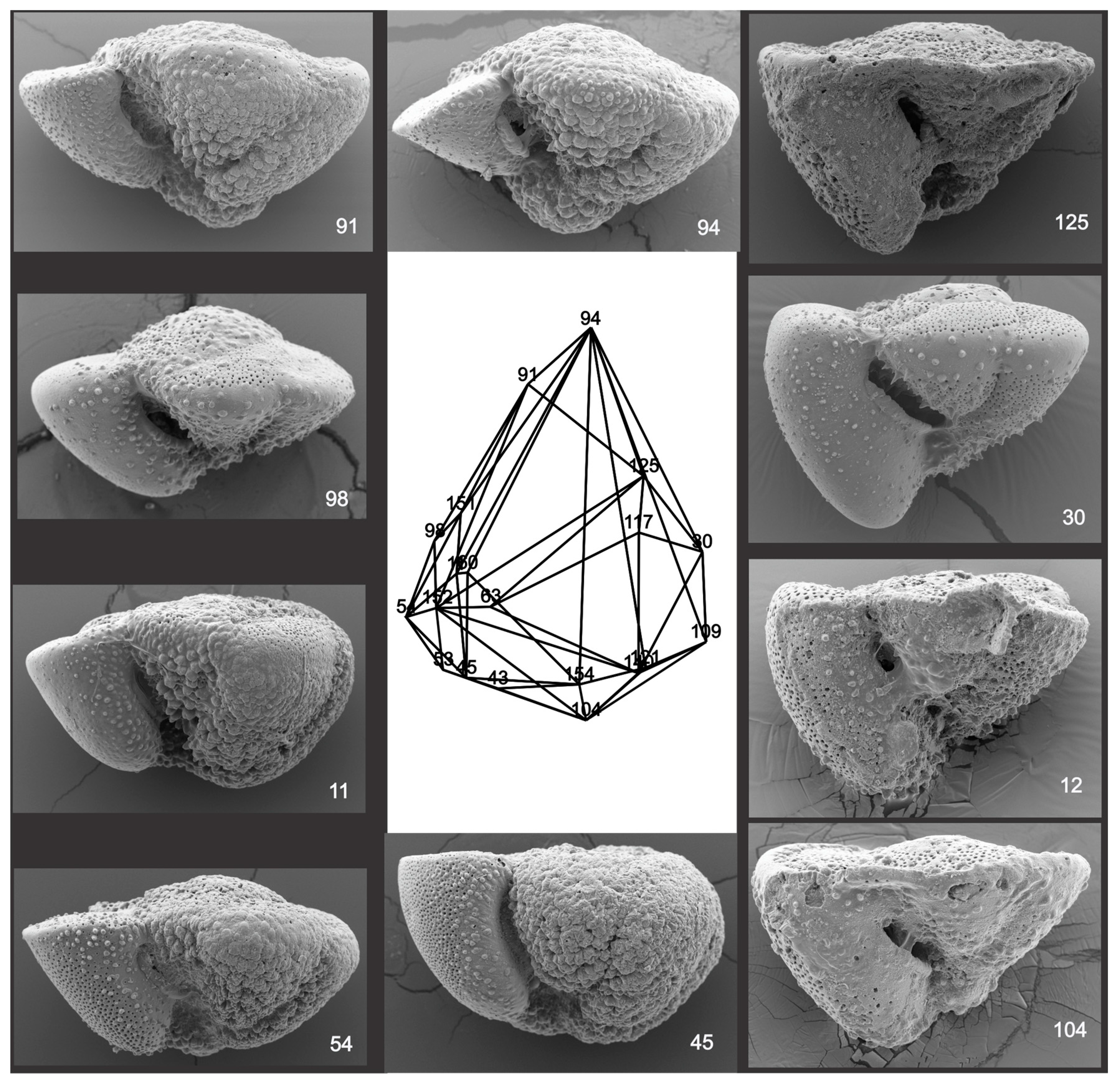 Geosciences 14 00169 g004
