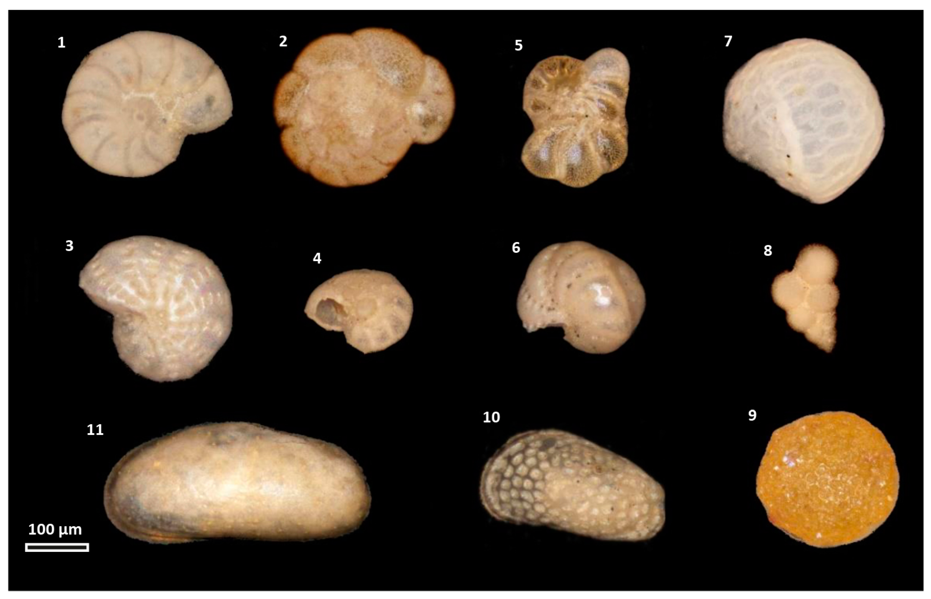 Geosciences 14 00262 g011