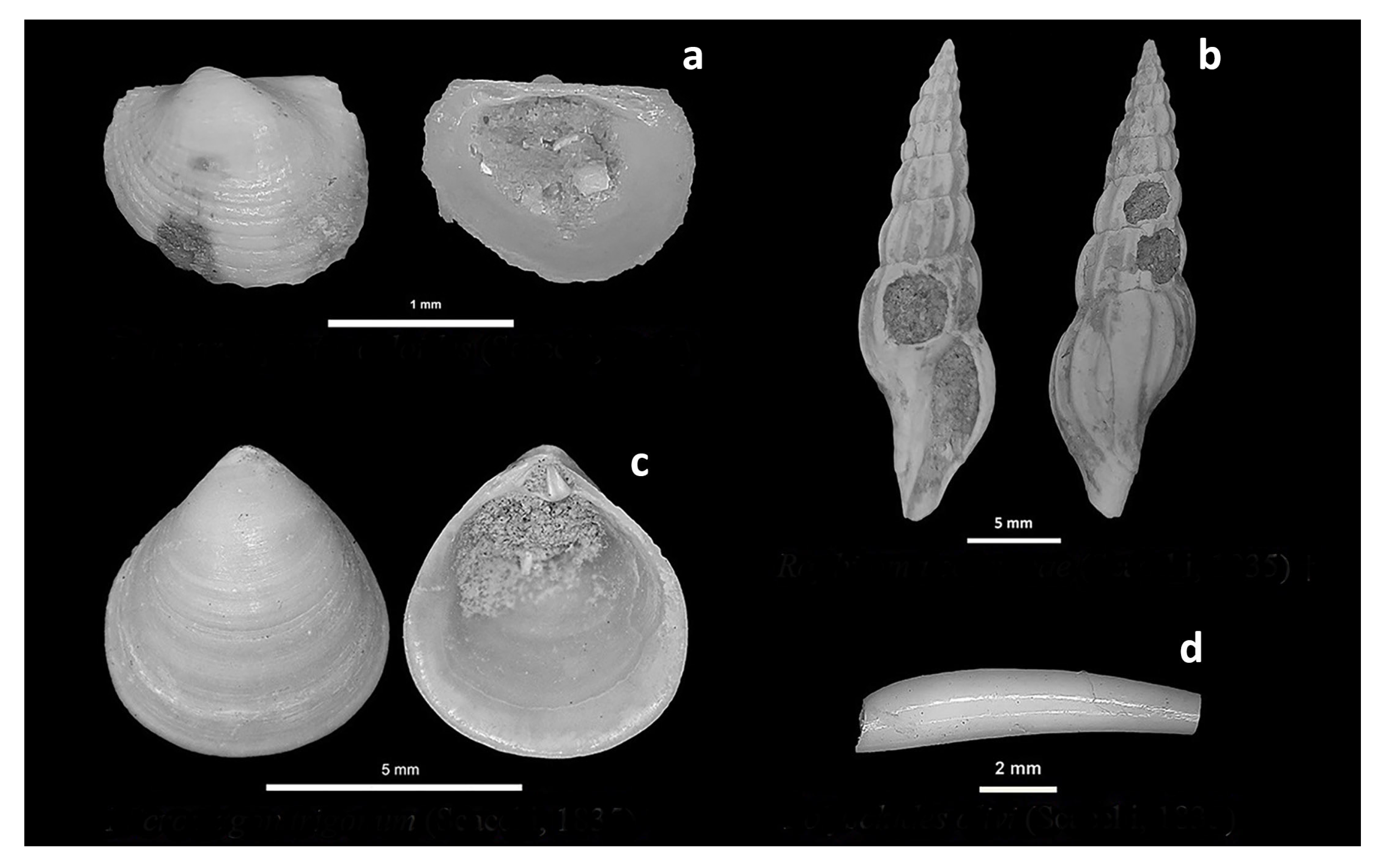 Geosciences 14 00343 g010