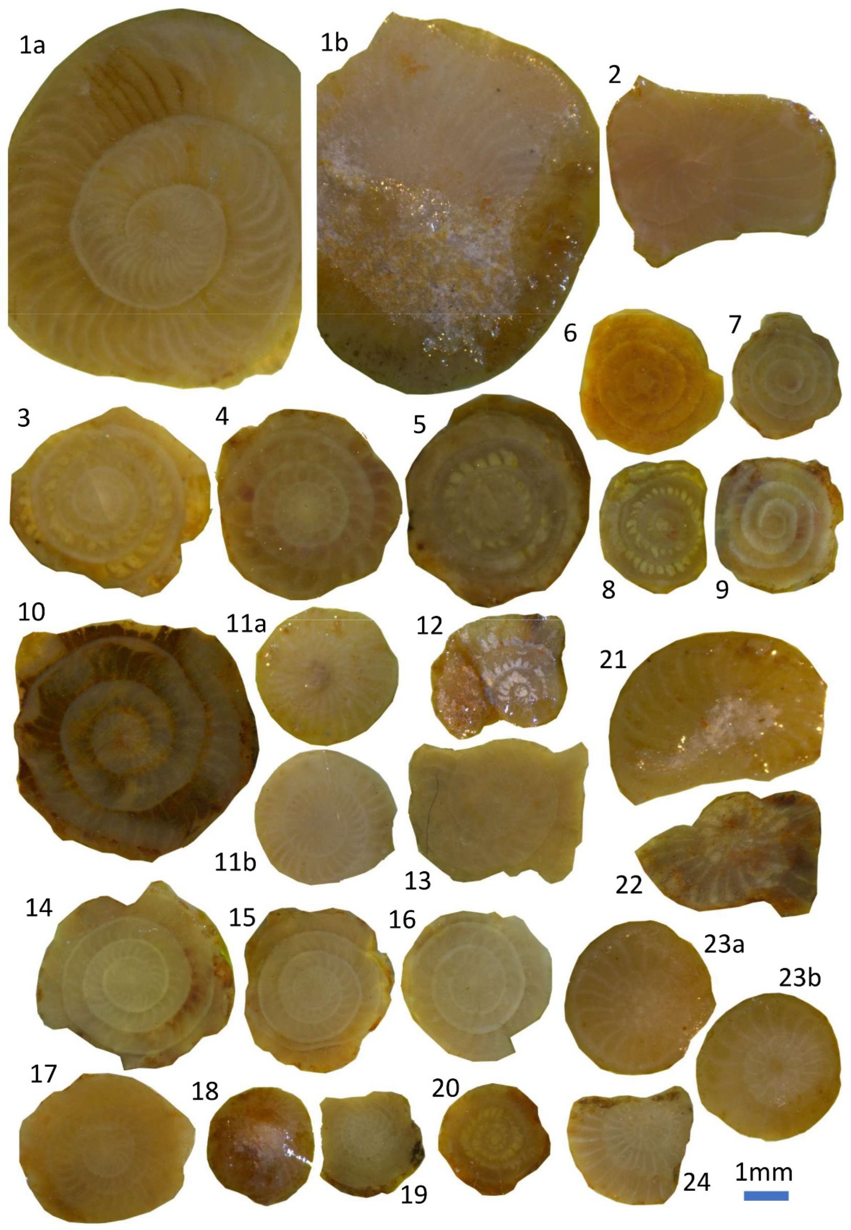 Geosciences 15 00081 g005