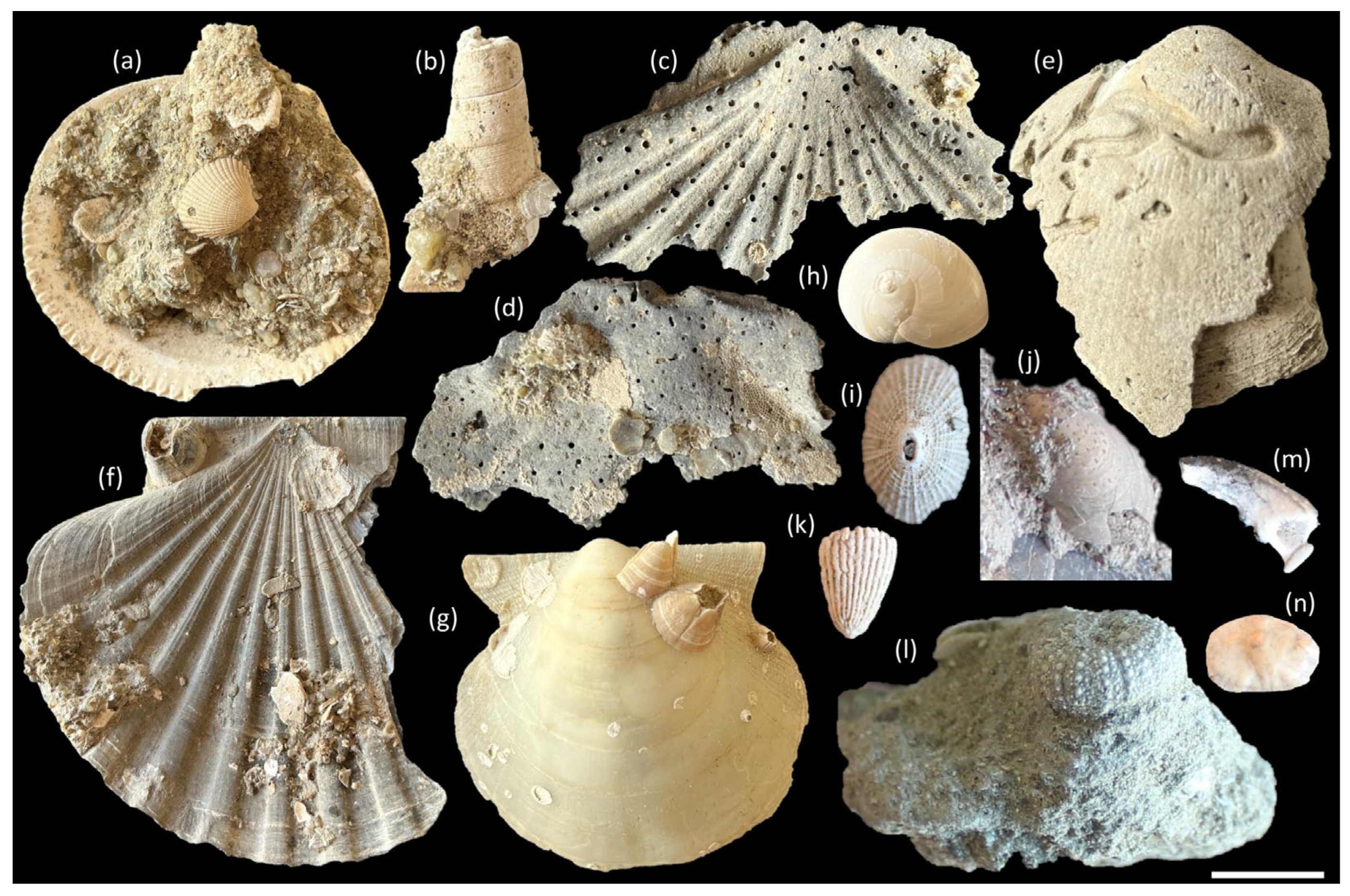 Geosciences 15 00309 g005 Geosciences 15 00309 g005