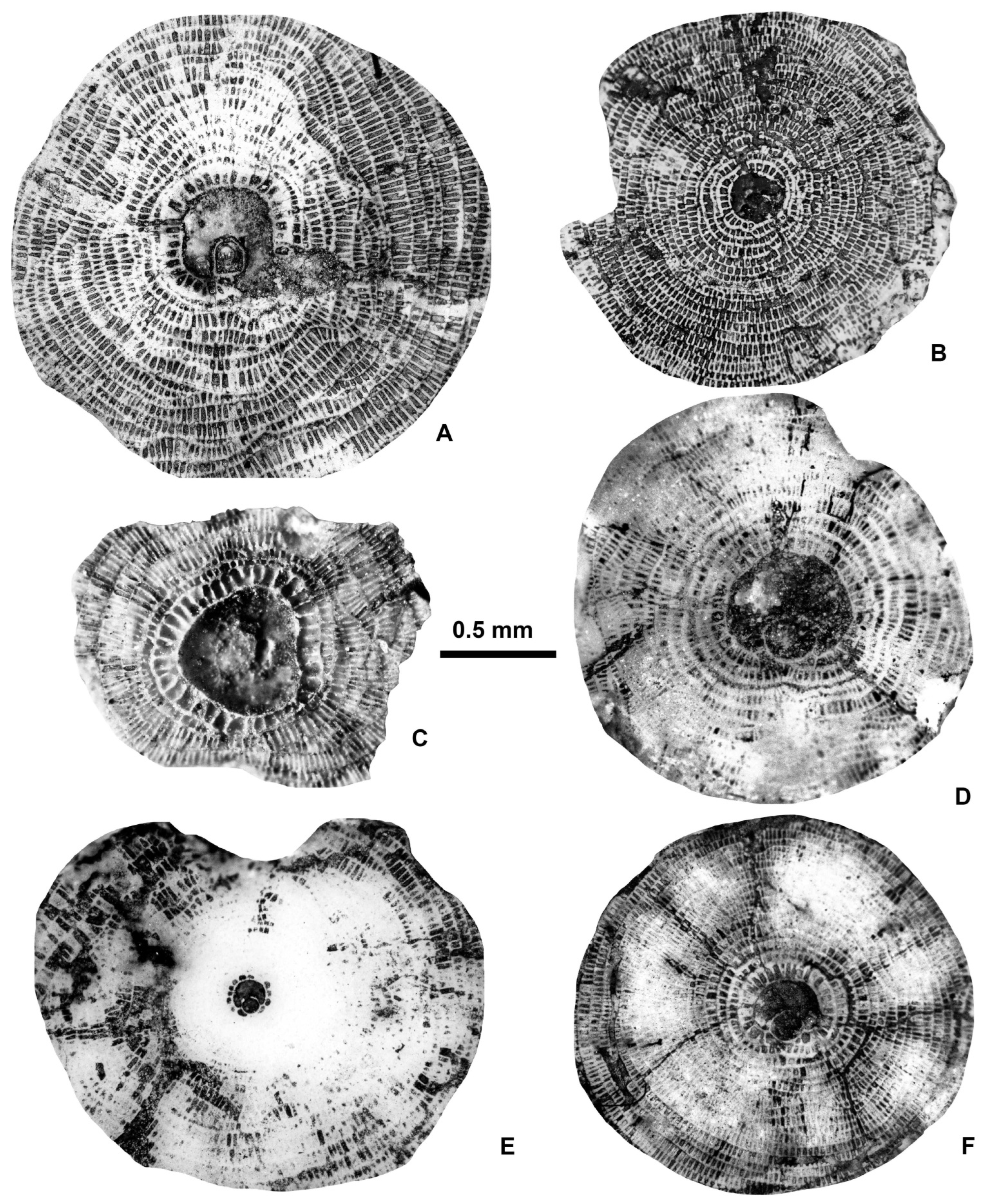 Geosciences 15 00334 g008
